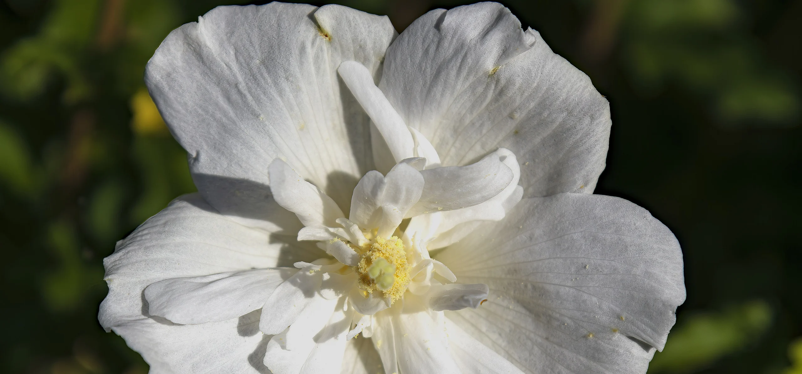 Rose Of Sharon