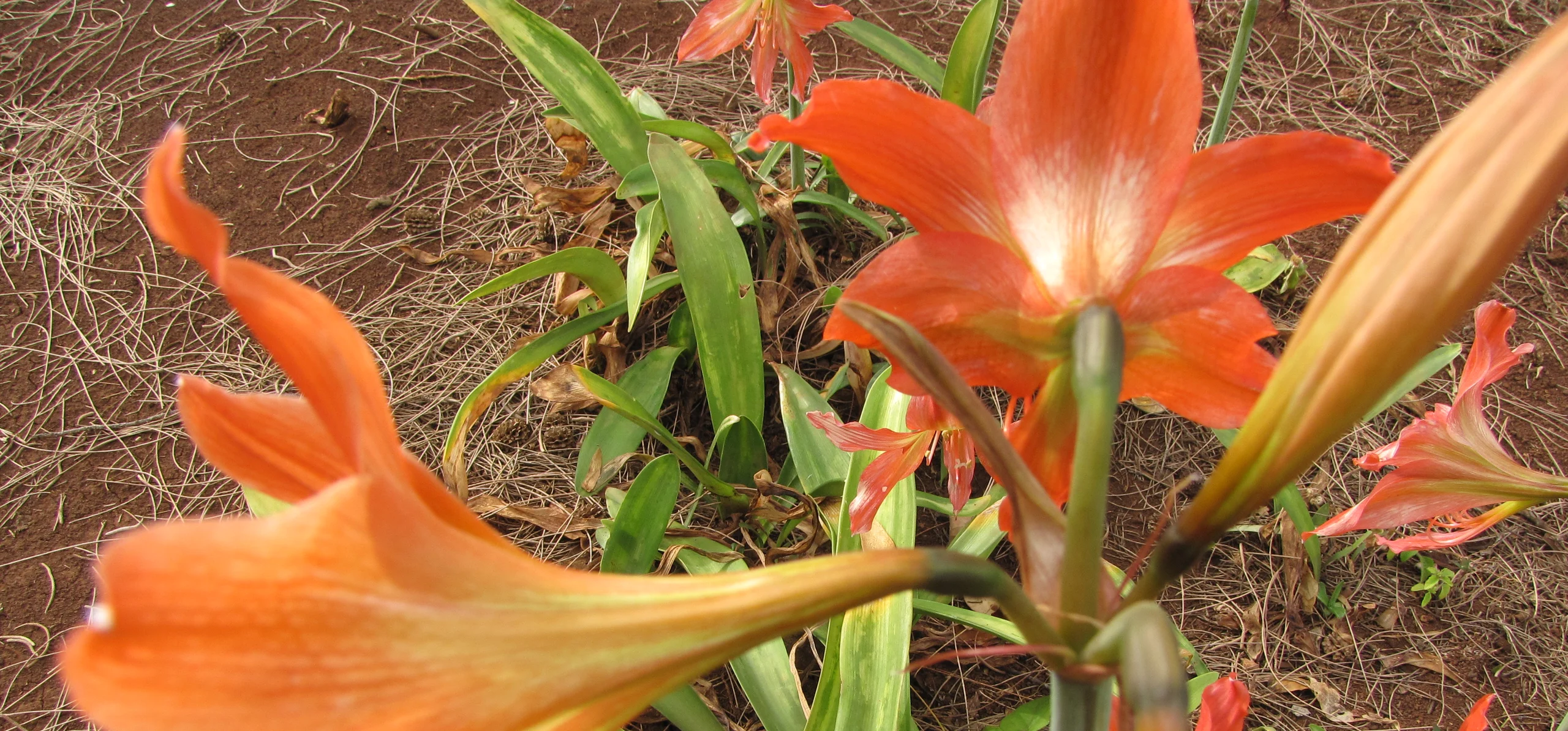 Striped Amaryllis
