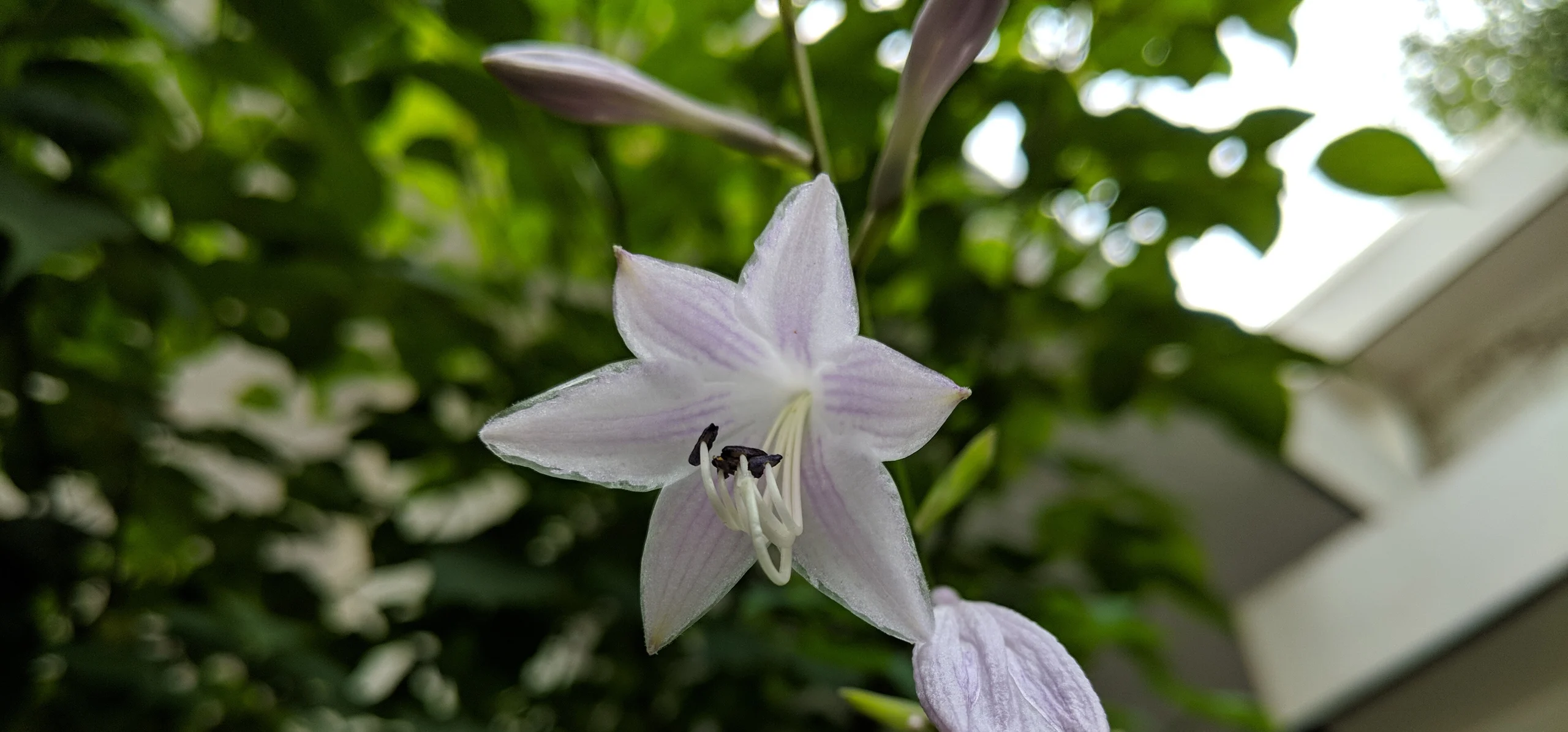 Fragrant Plantain Lily