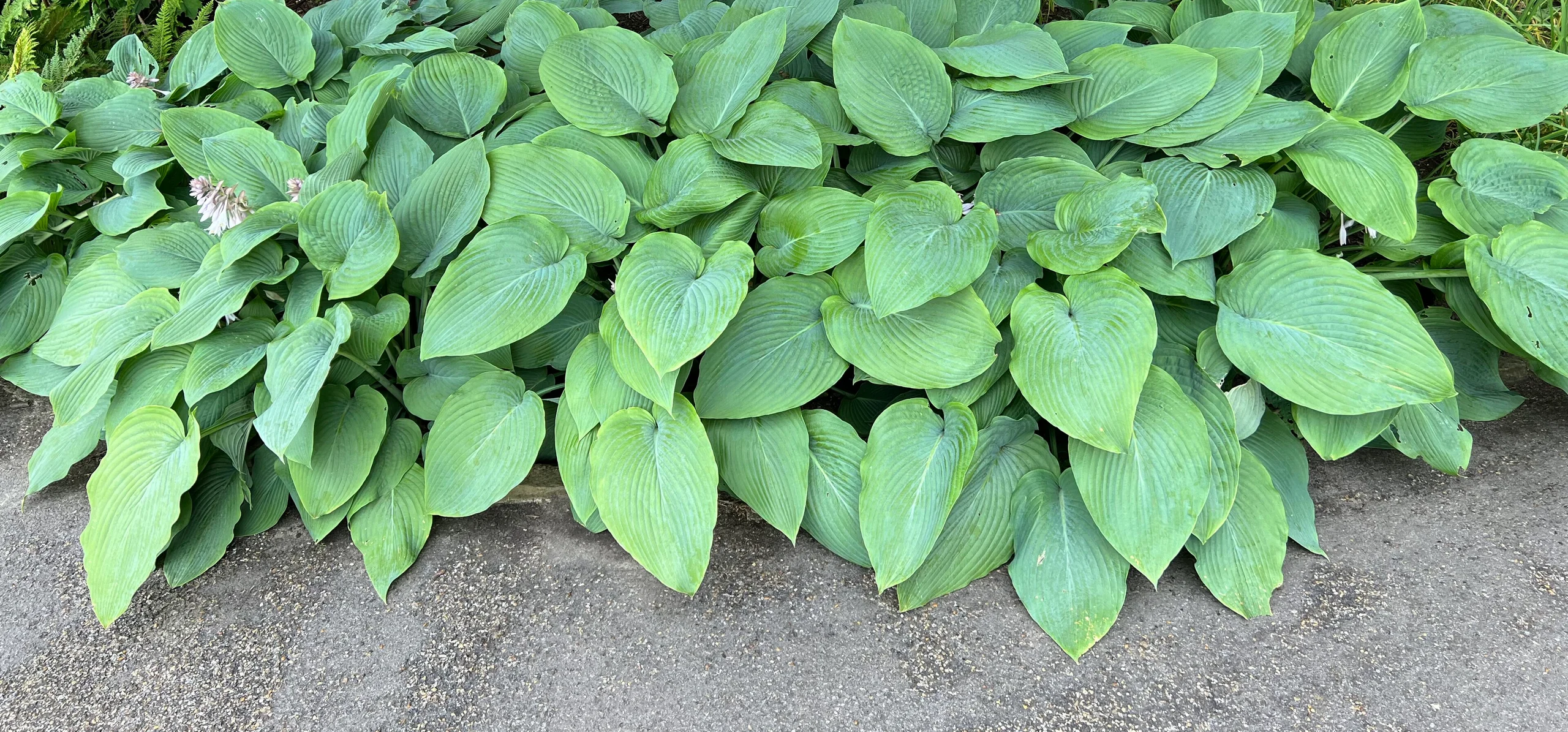 Siebold's Hosta