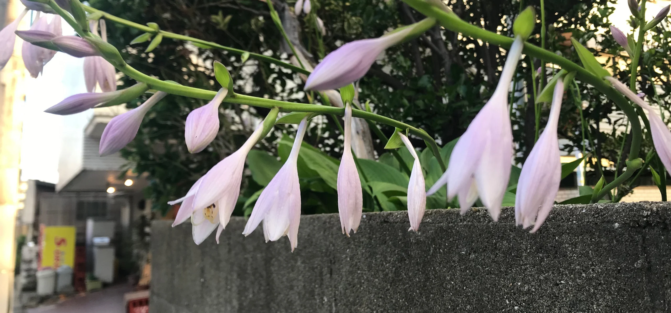 Hosta Sieboldii