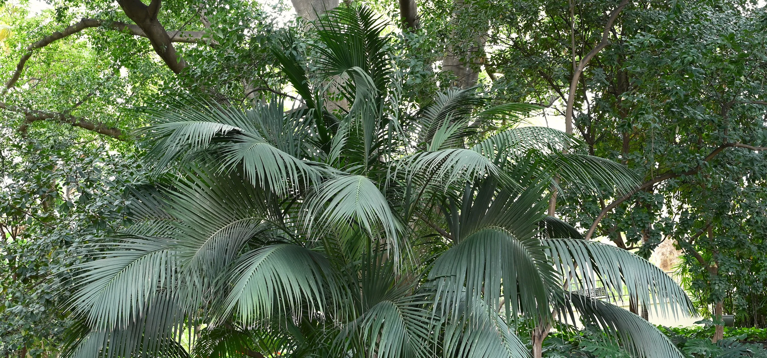 Kentia Palm