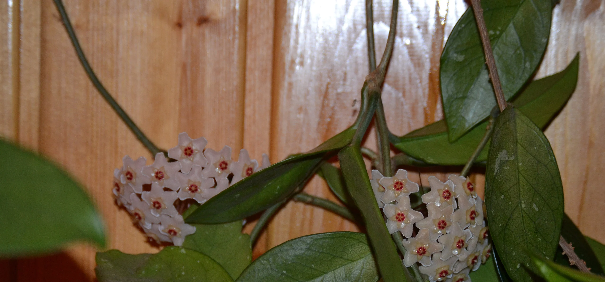 Wax Plant