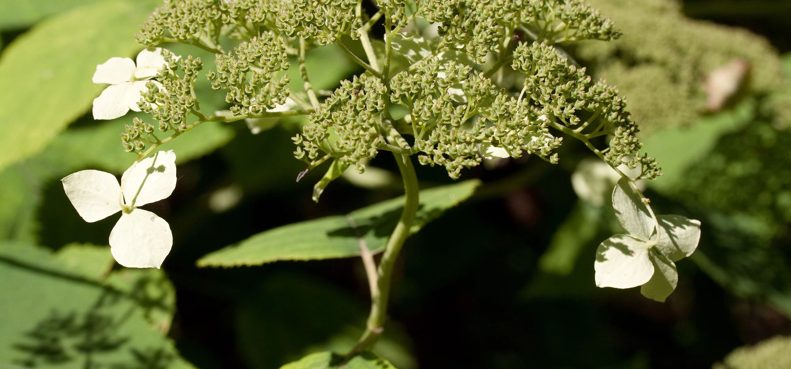 Smooth Hydrangea