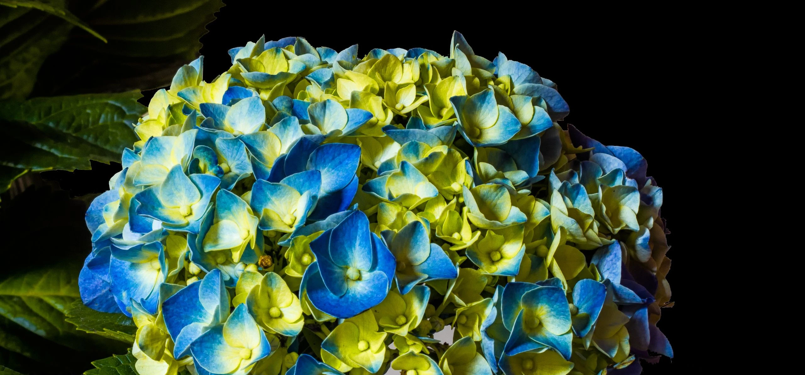 Bigleaf Hydrangea