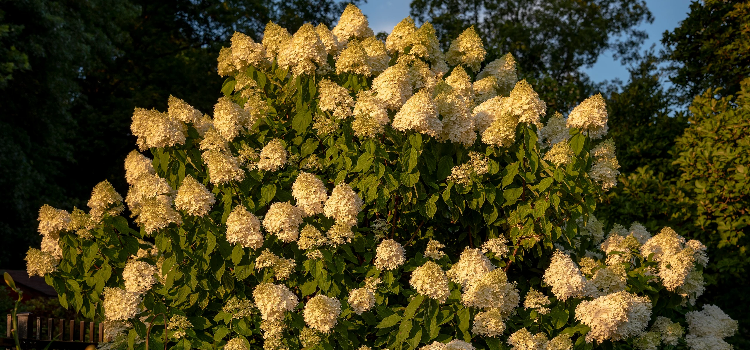 Panicle Hydrangea