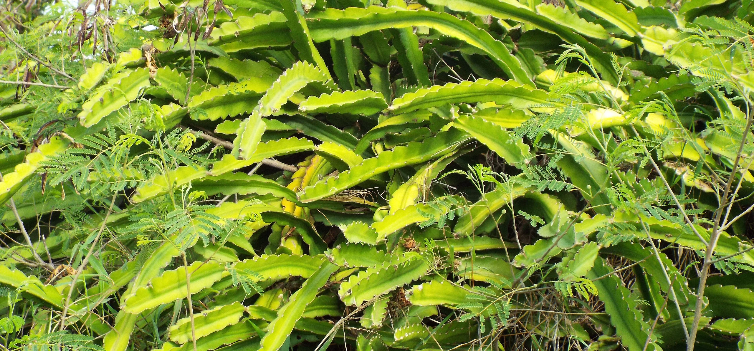 Dragon Fruit