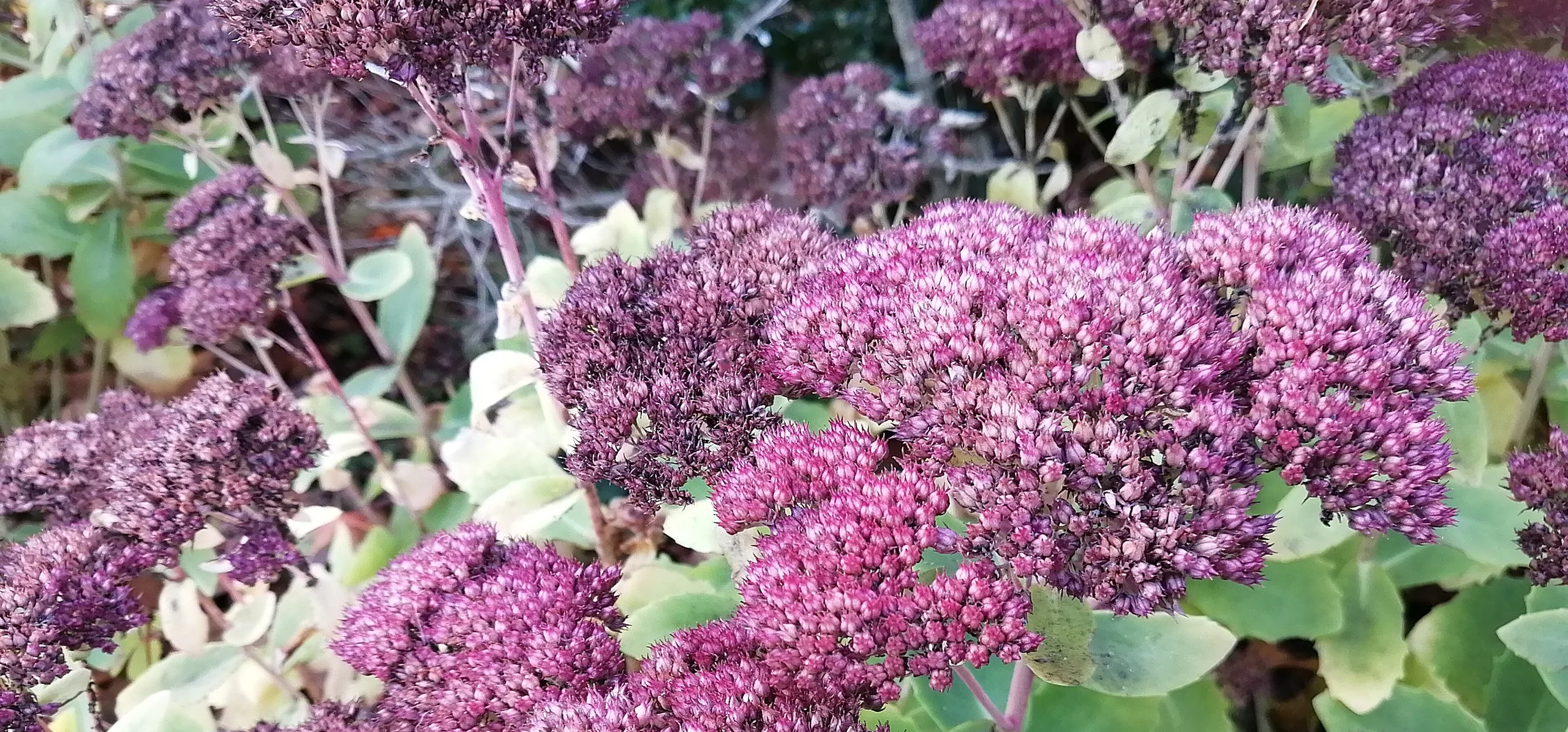 Showy Stonecrop