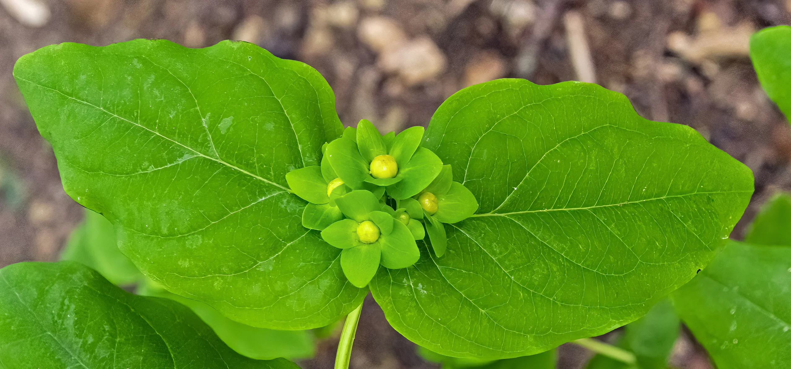 Tutsan