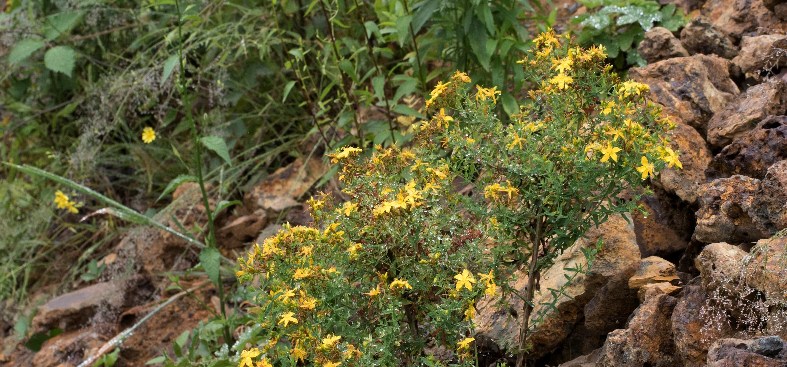 St. John's Wort