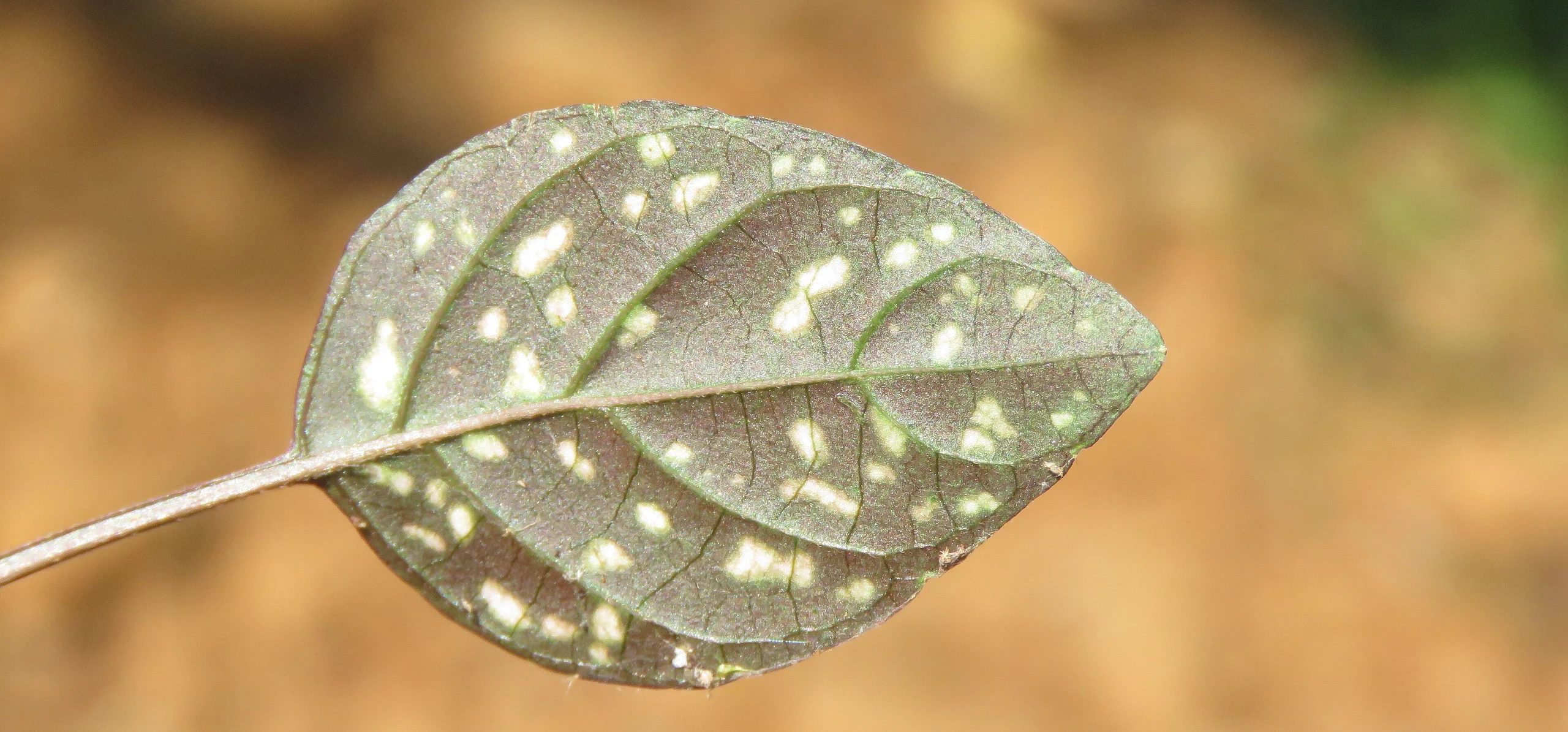 Polka Dot Plant