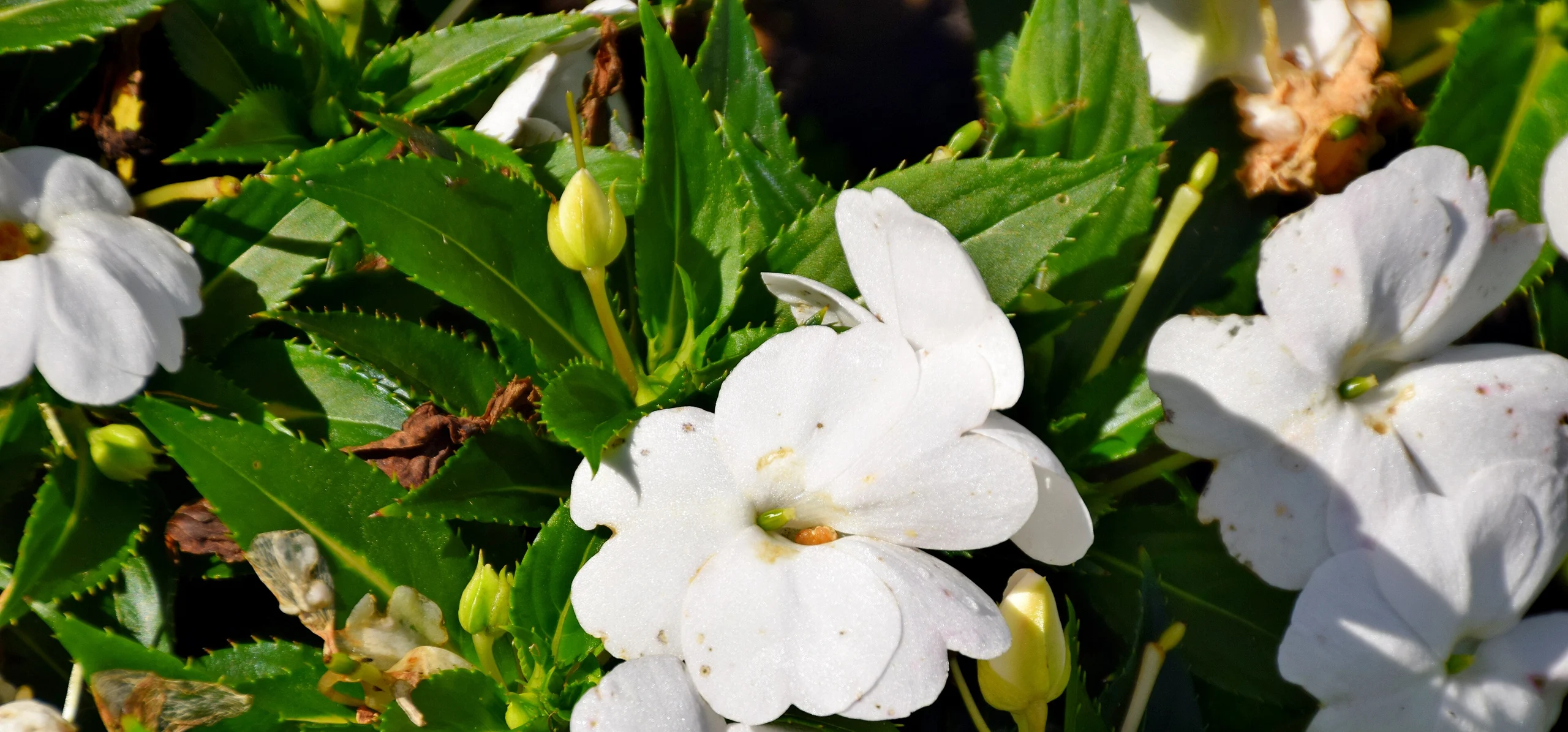 New Guinea Impatiens