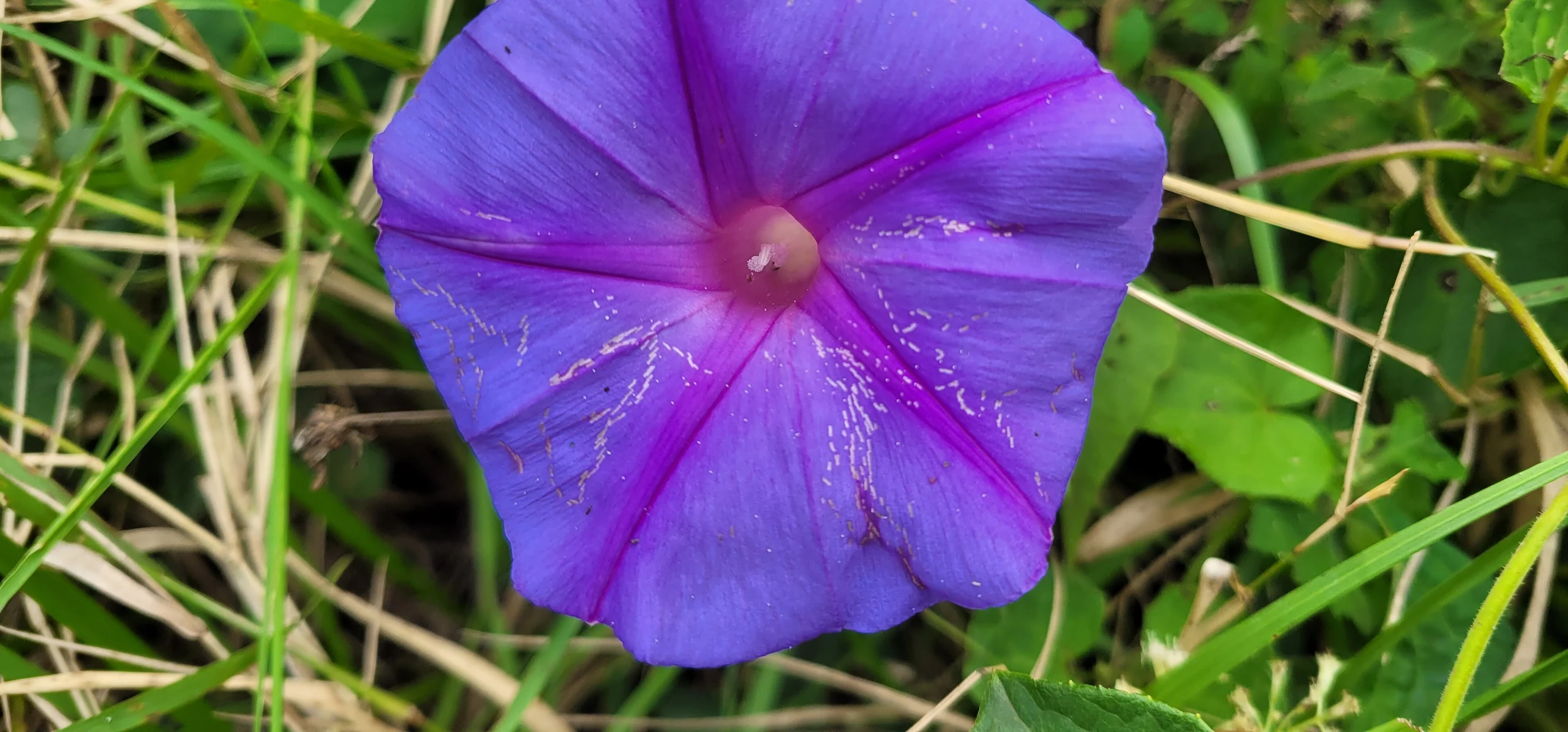 Common Morning Glory