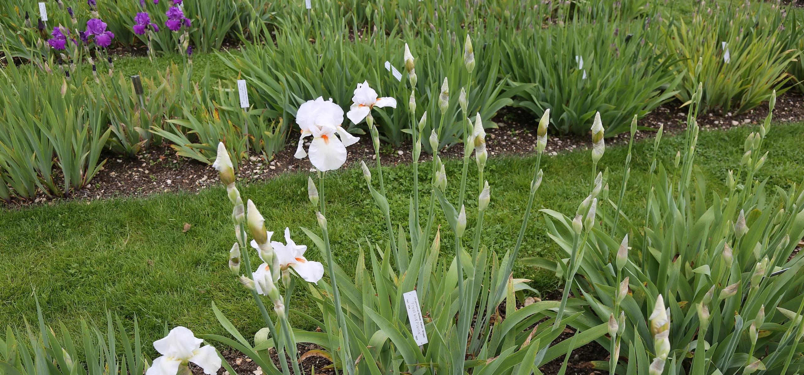 Bearded Iris