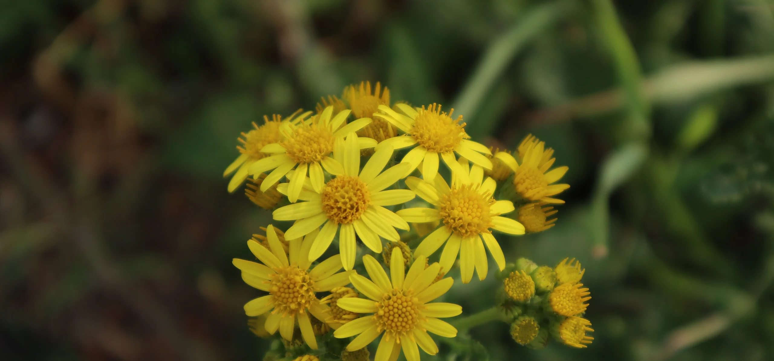 Common Ragwort