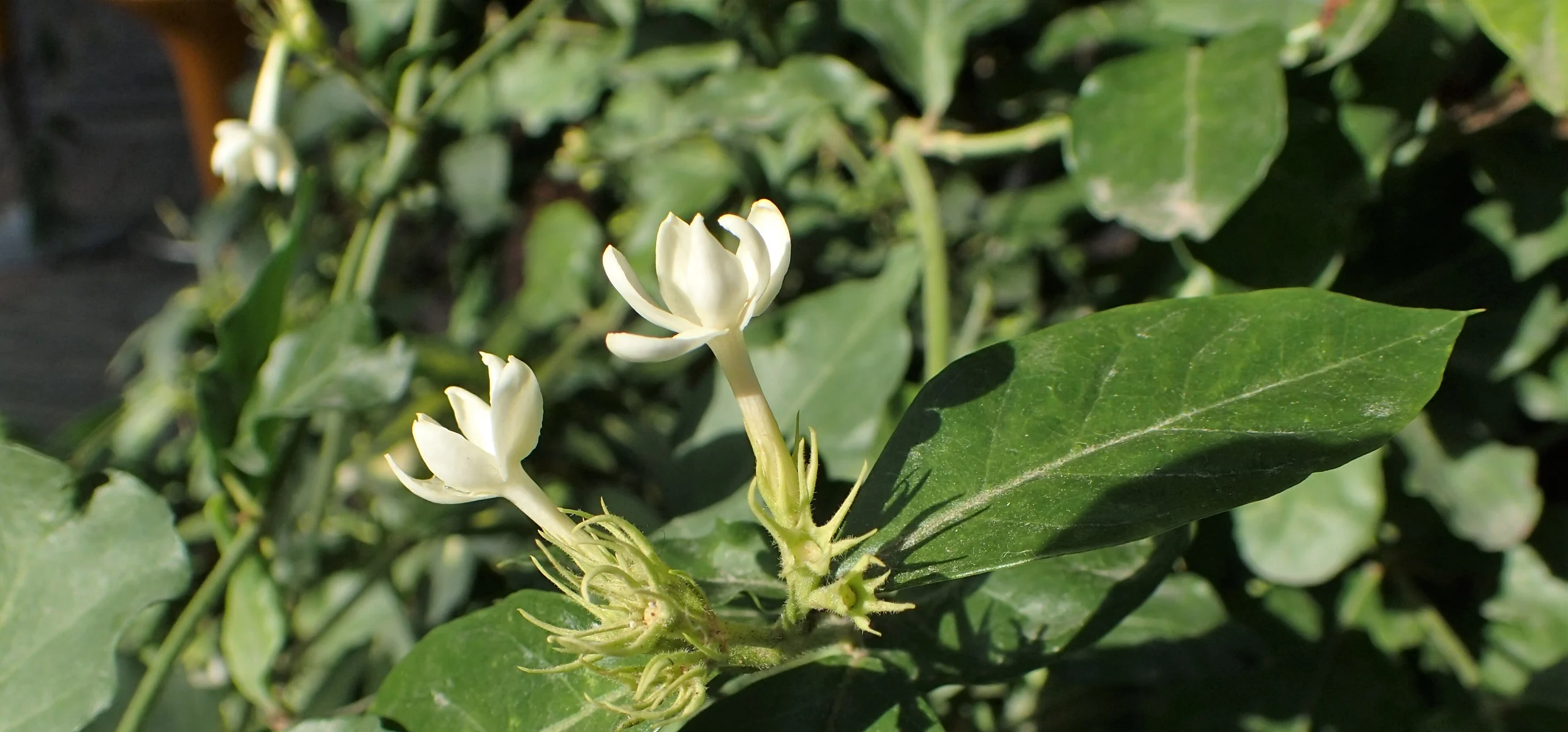 Arabian Jasmine