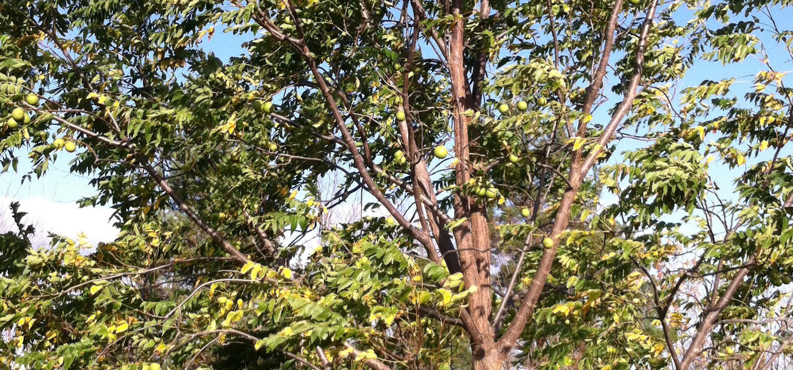 Black Walnut