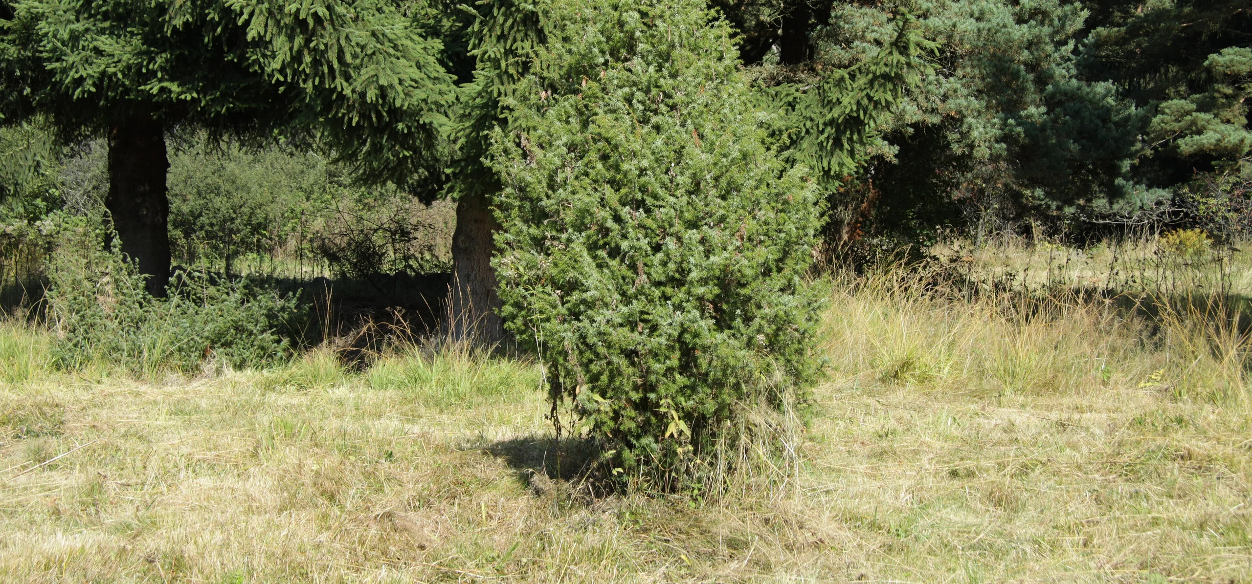 Common Juniper