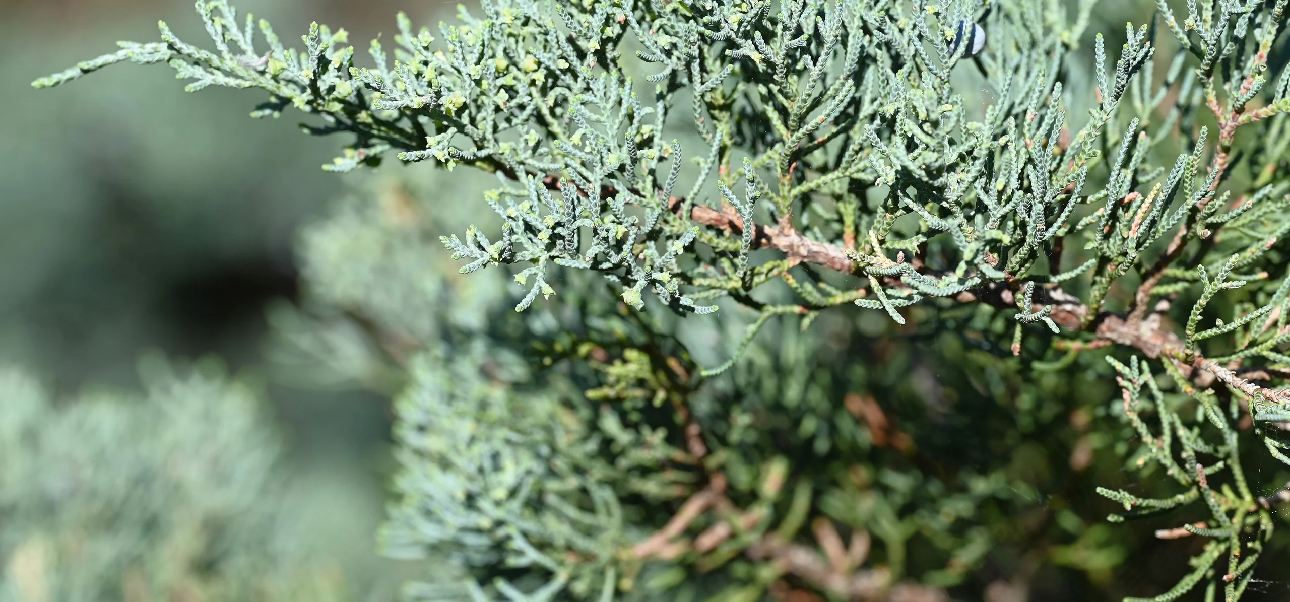 Eastern Red Cedar