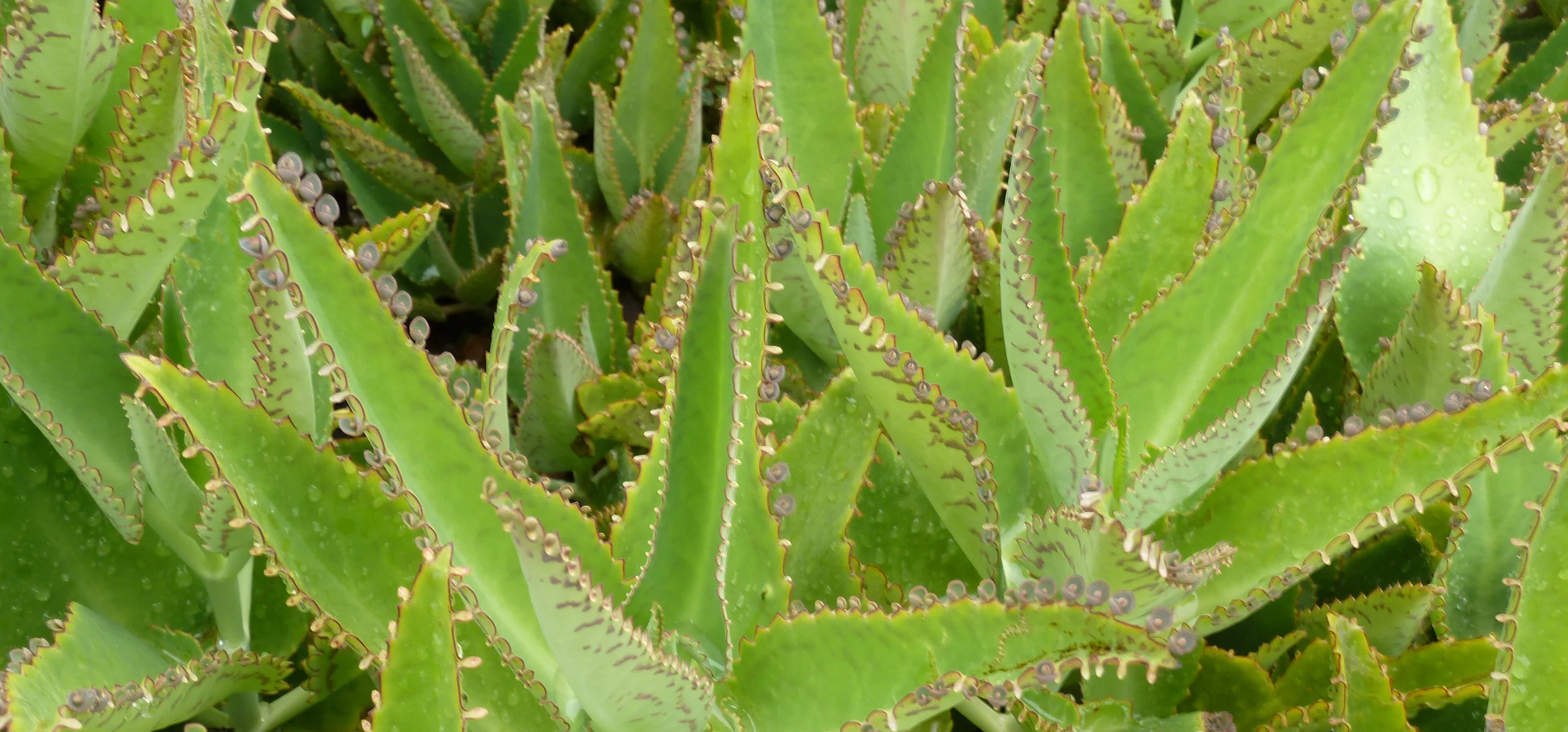 Mother Of Thousands