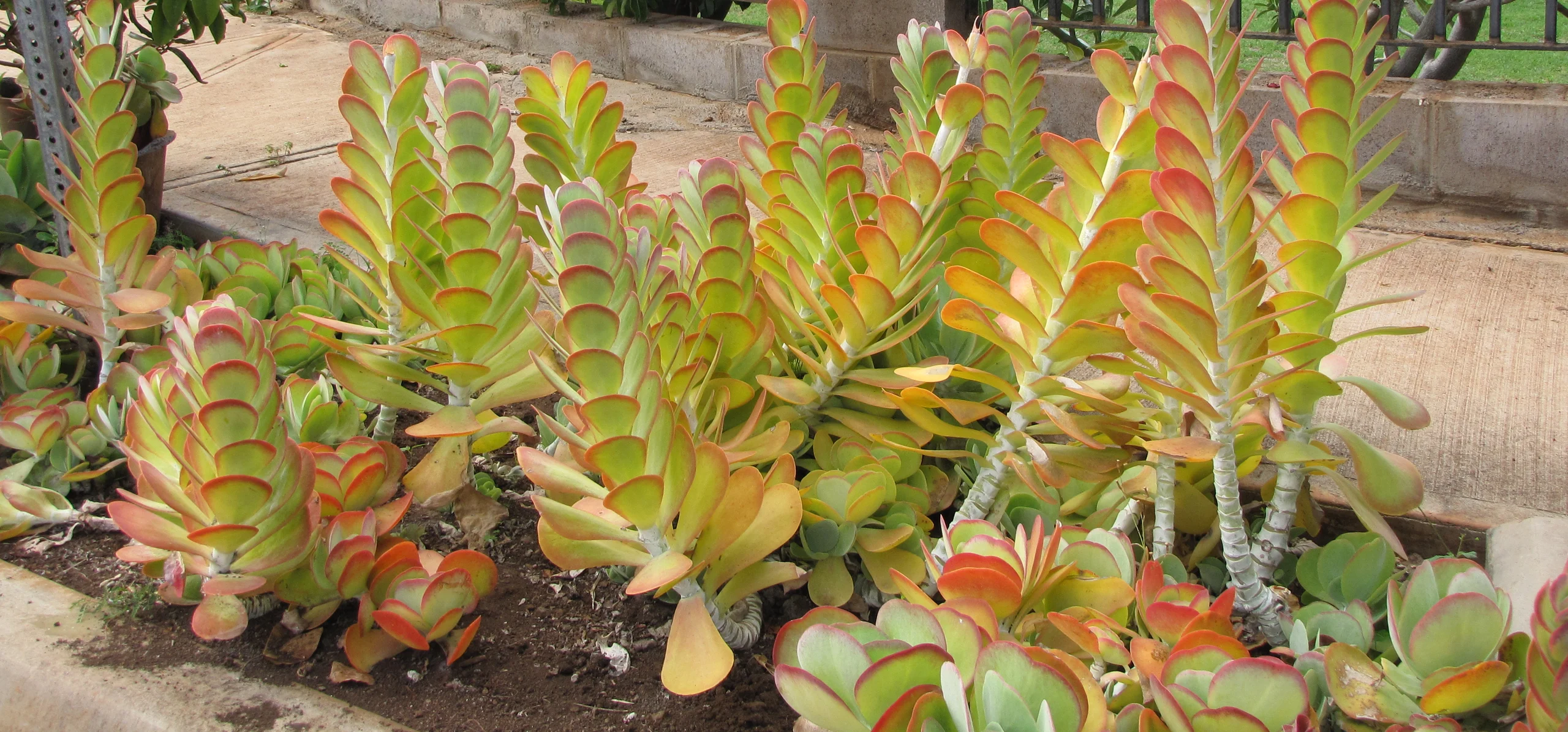Kalanchoe Thyrsiflora