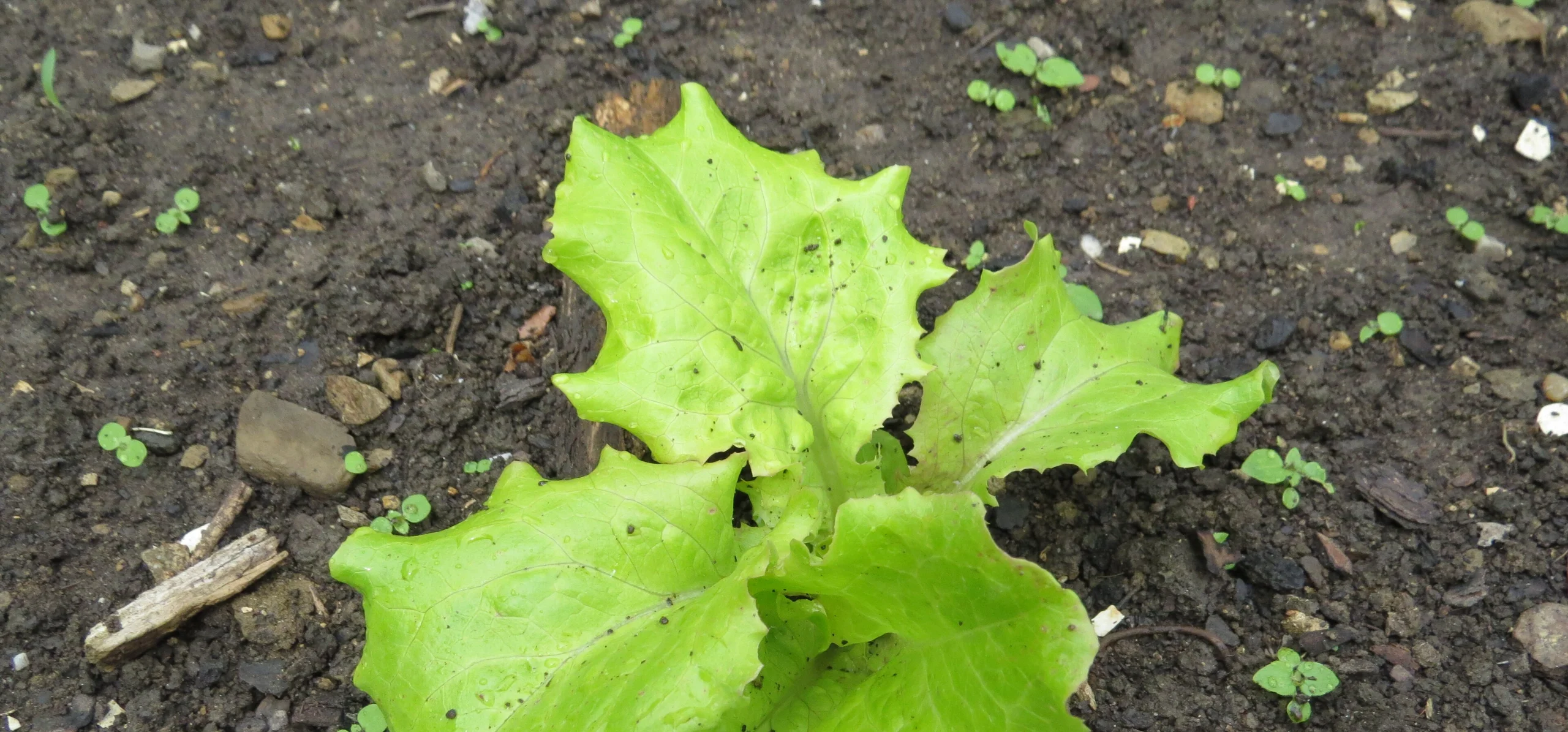Lettuce