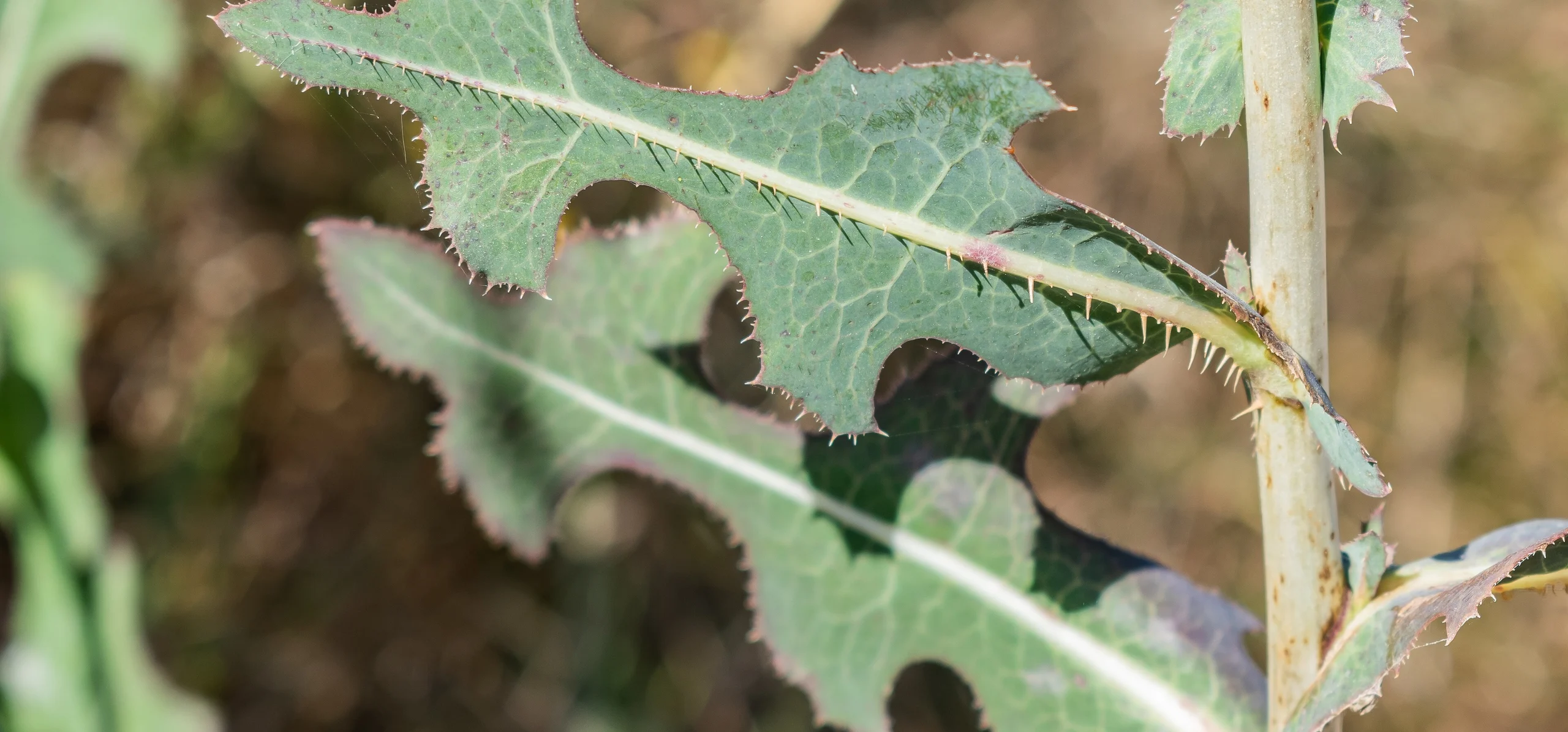 Prickly Lettuce