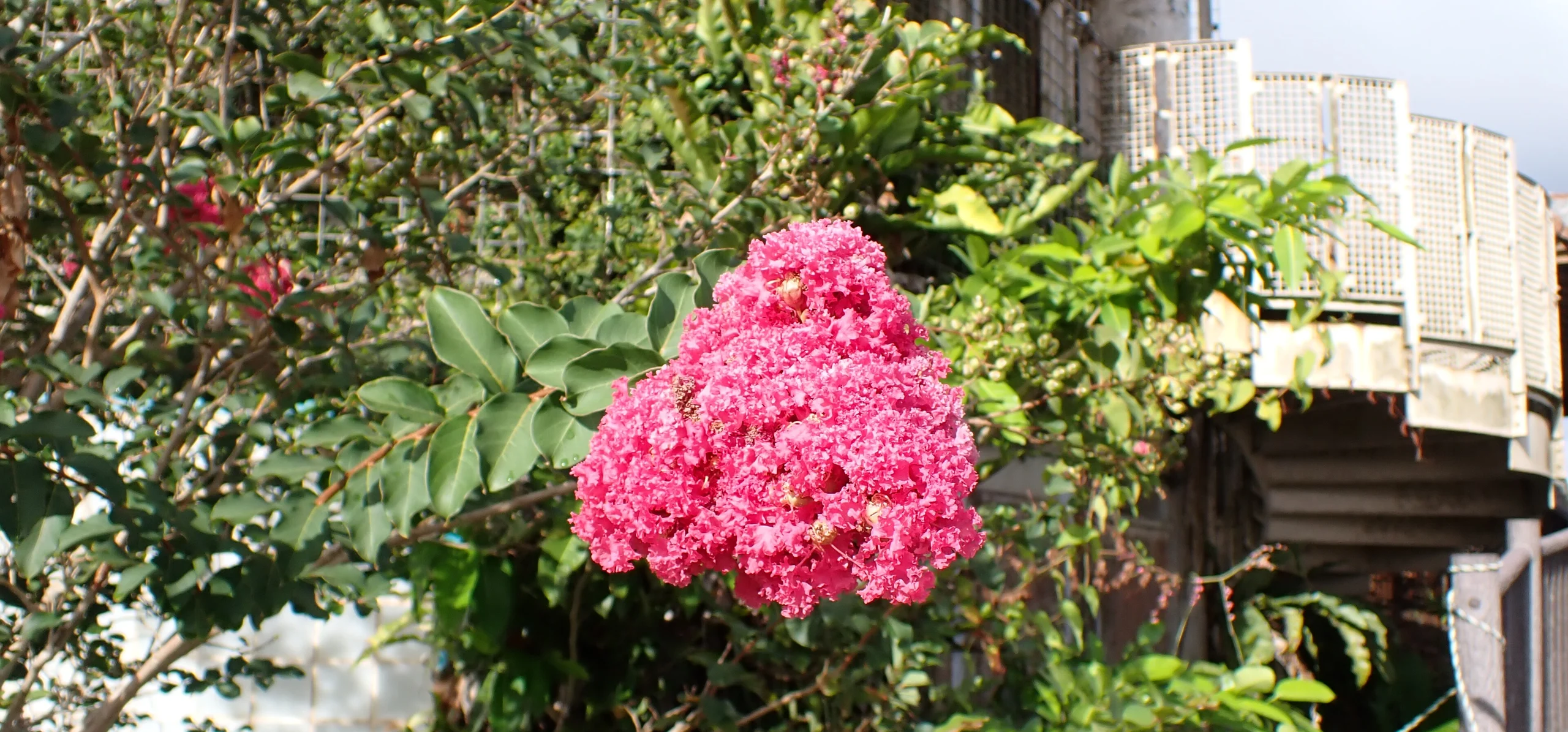 Crepe Myrtle