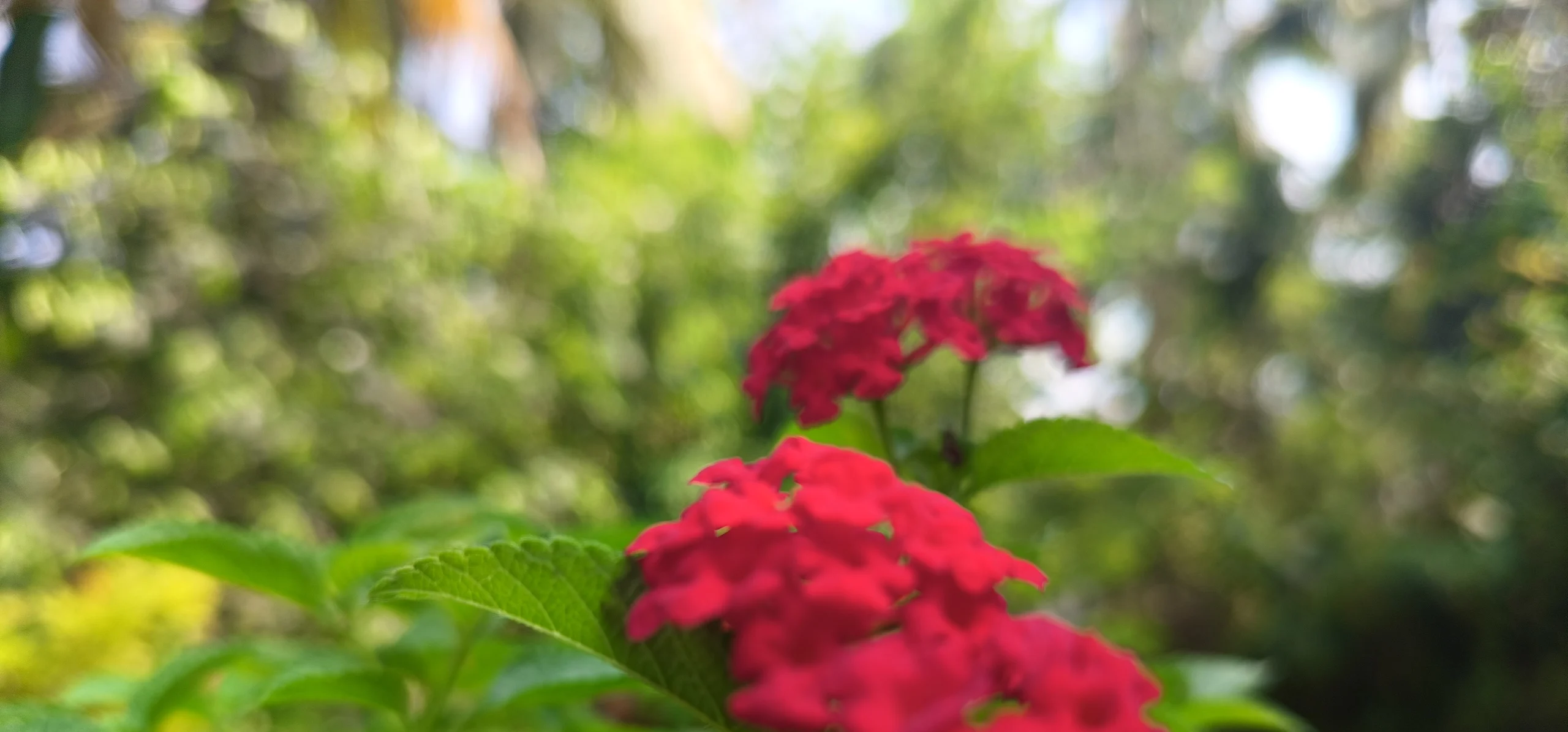 Lantana