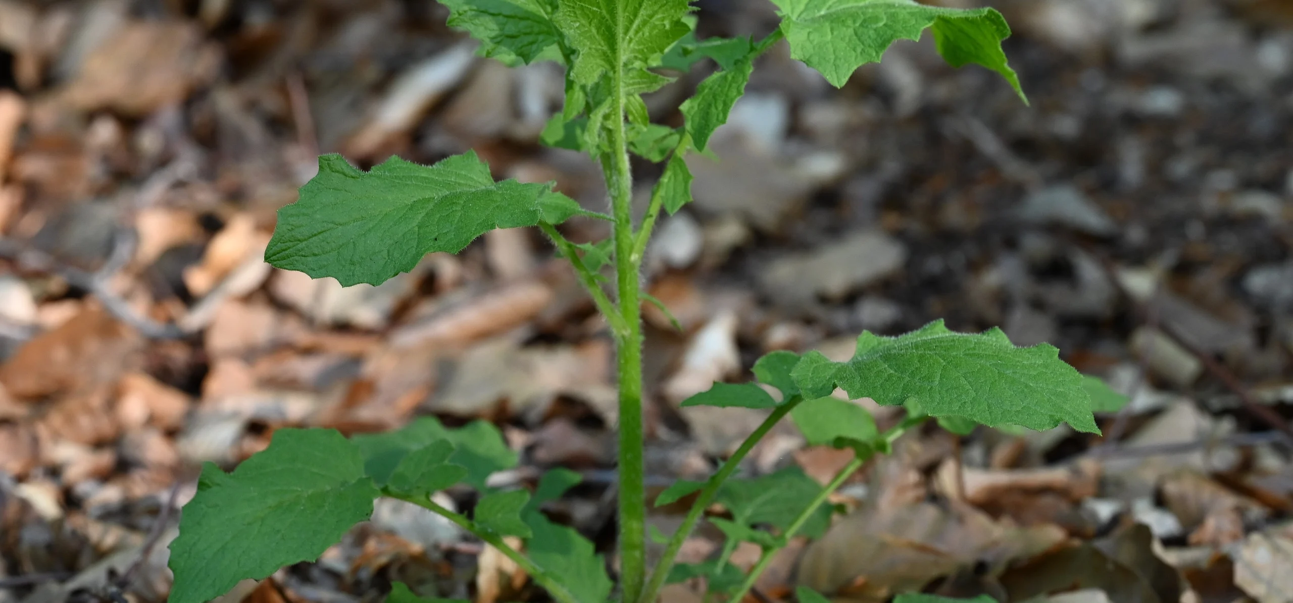 Nipplewort