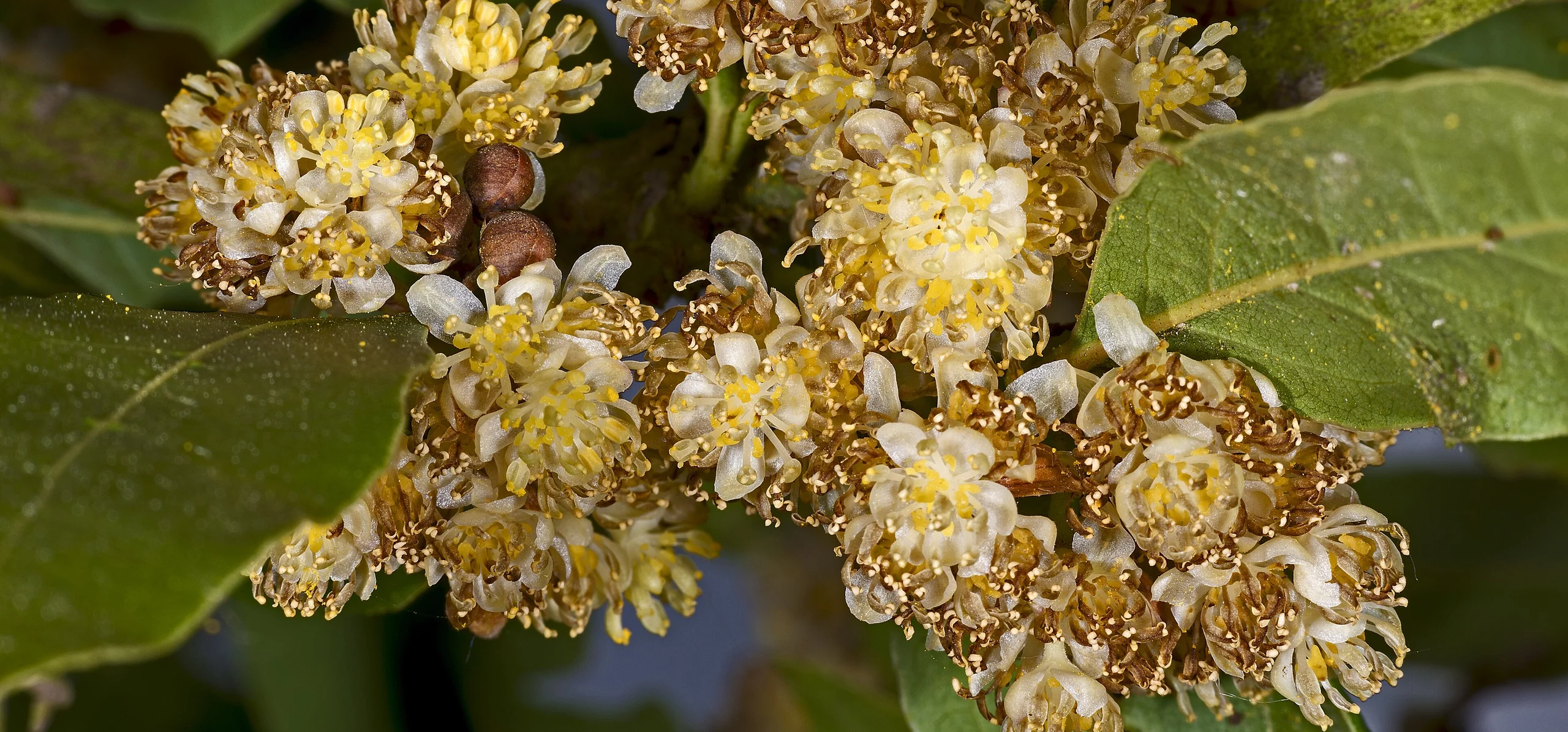 Bay Laurel