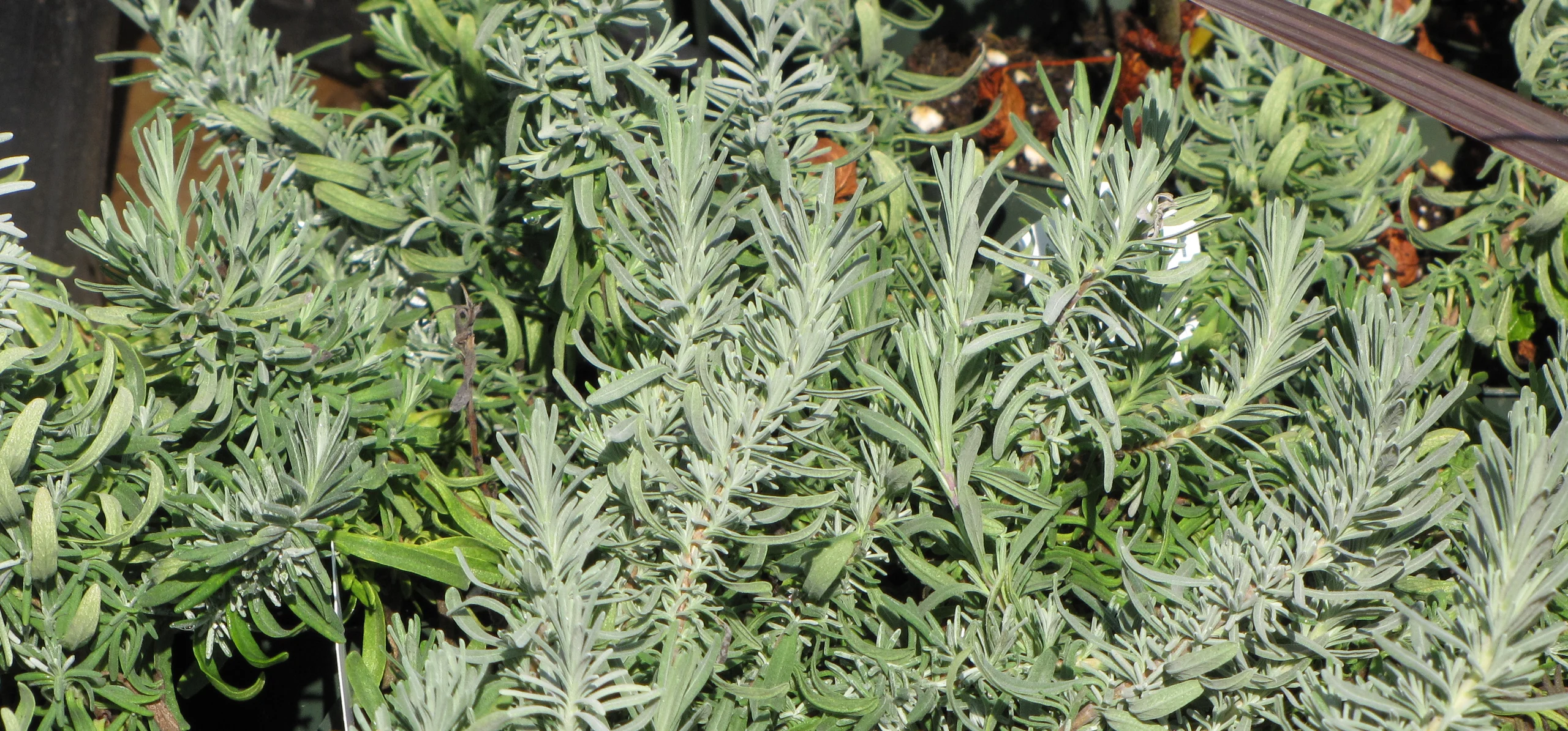 English Lavender