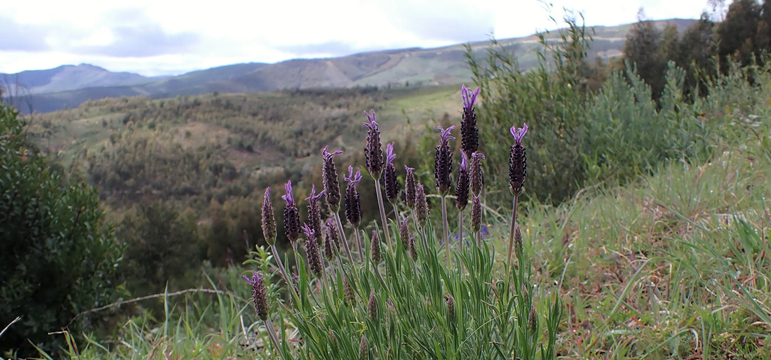 French Lavender