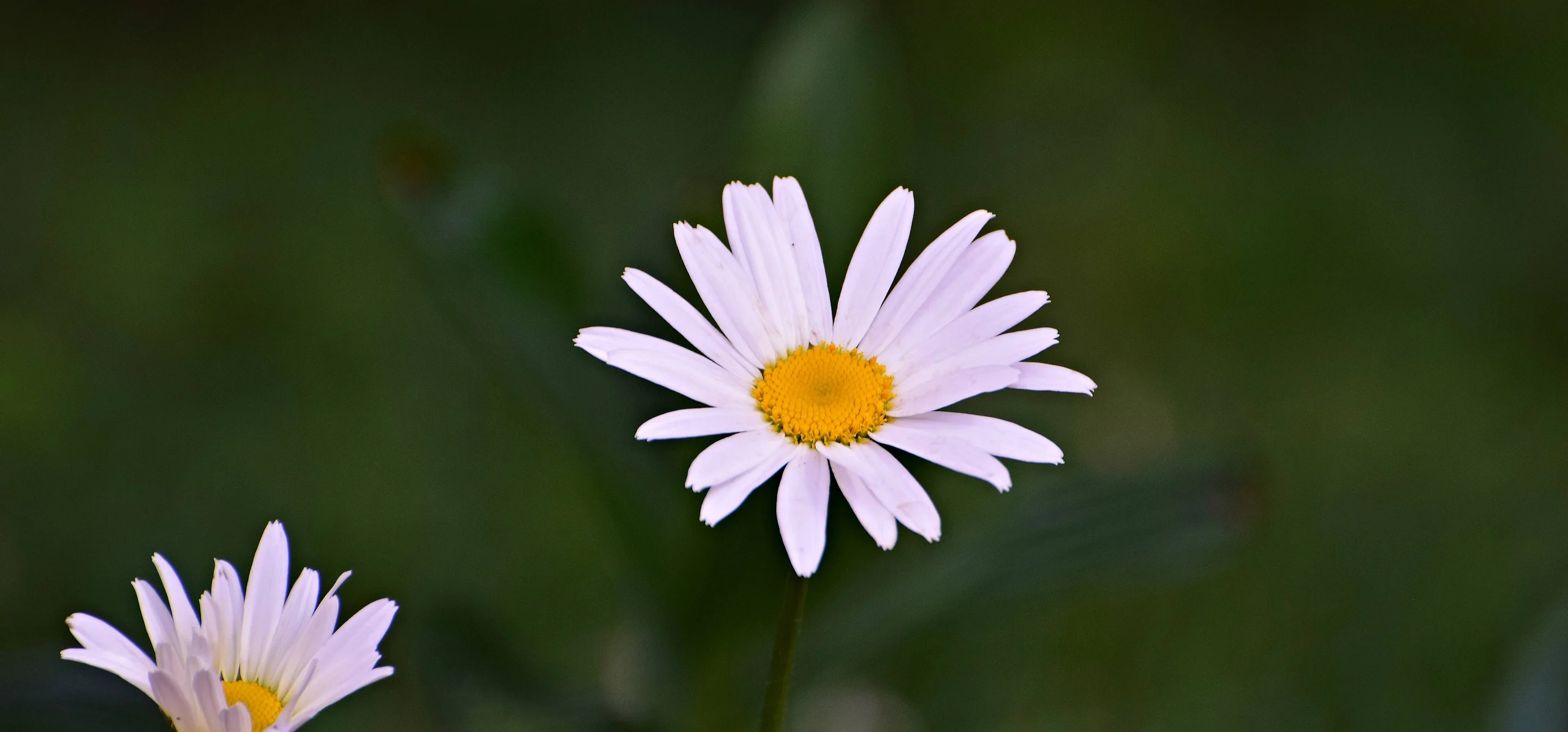 Shasta Daisy