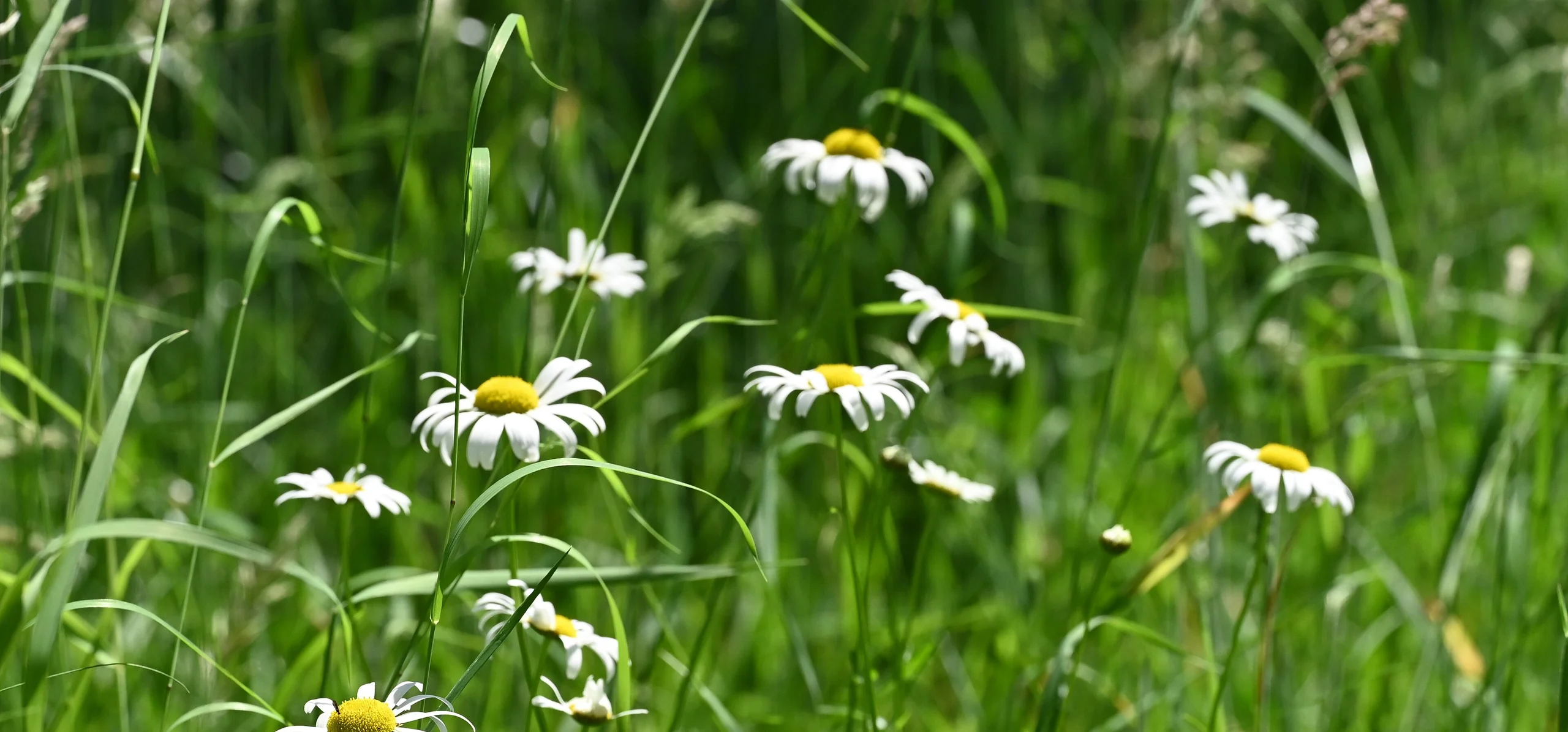 Oxeye Daisy