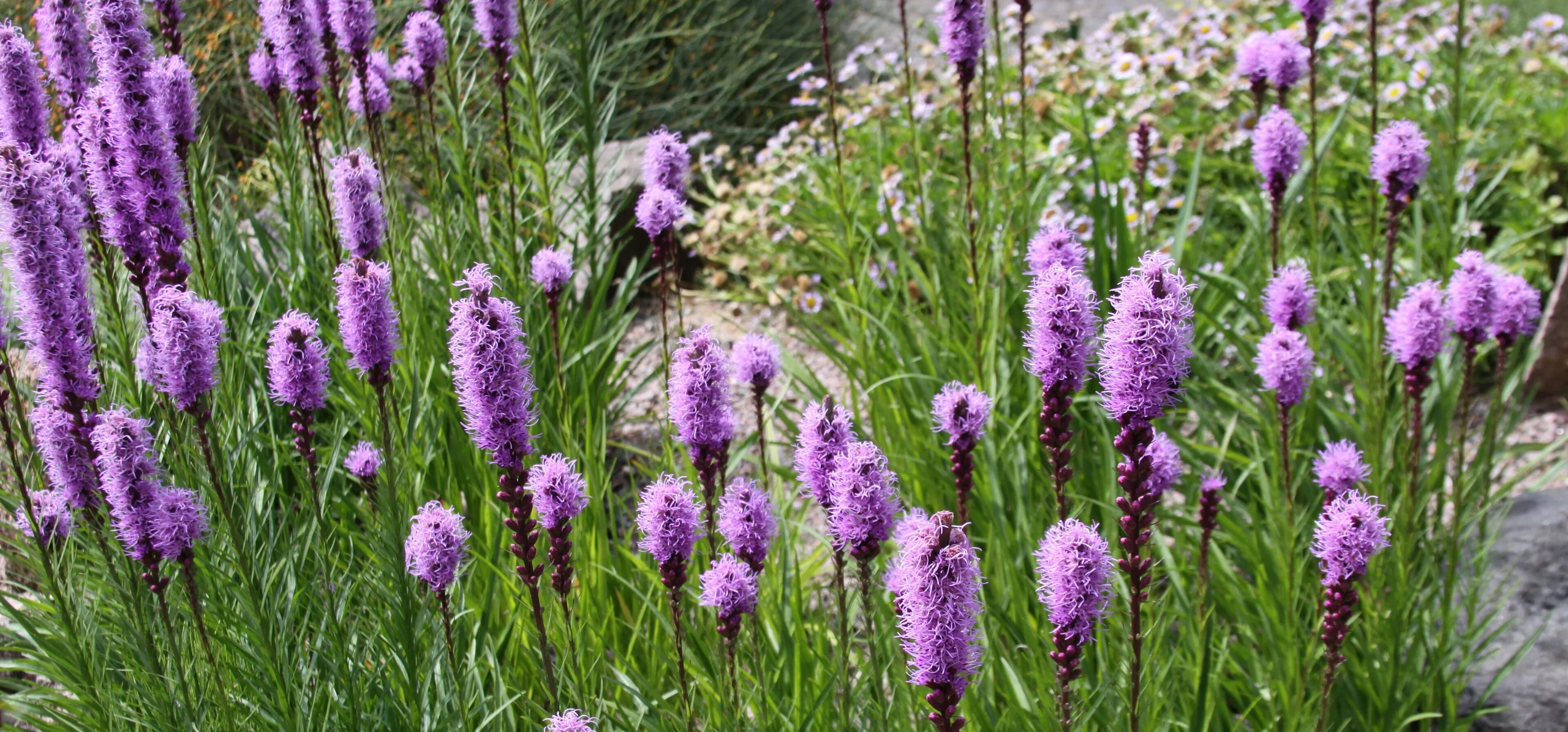 Blazing Star