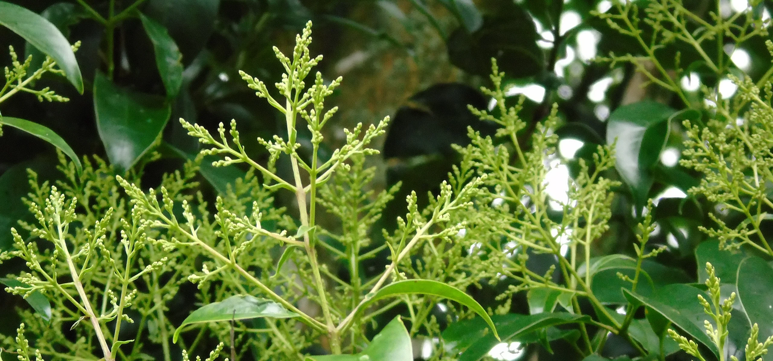 Glossy Privet