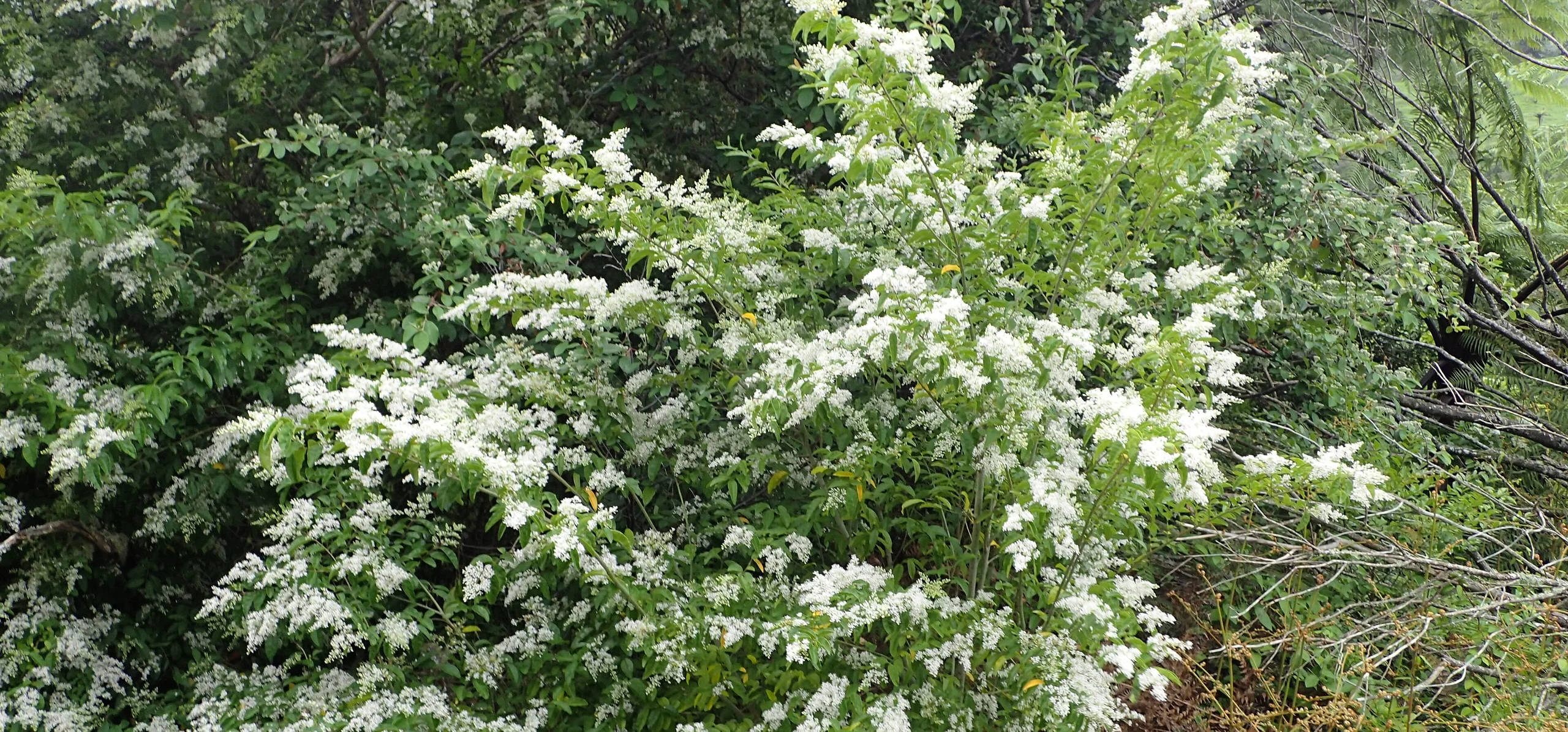Chinese Privet