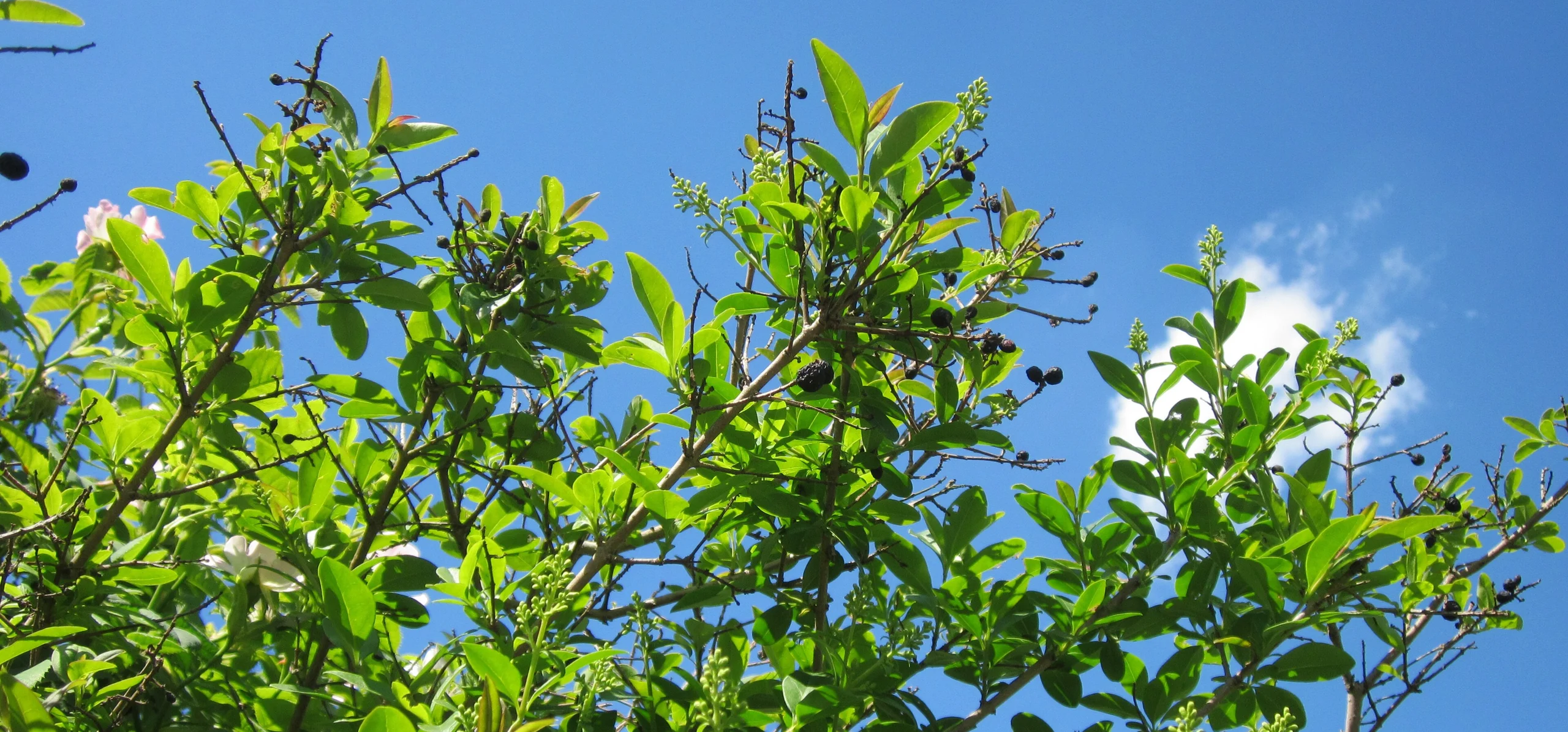 Wild Privet