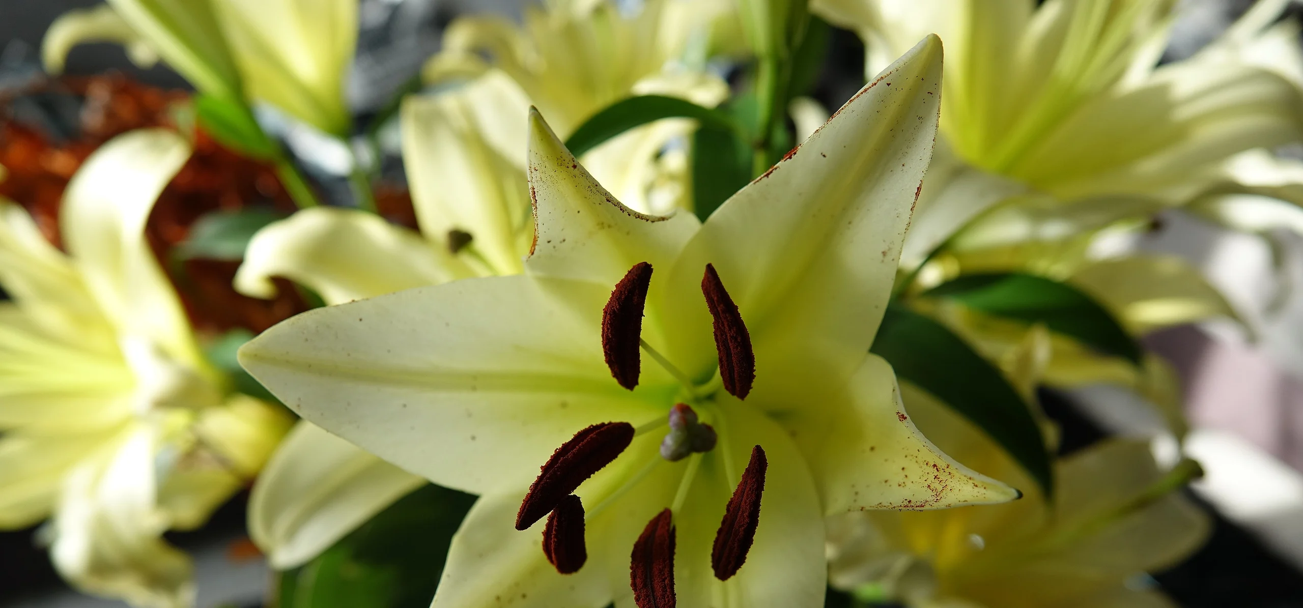 Easter Lily