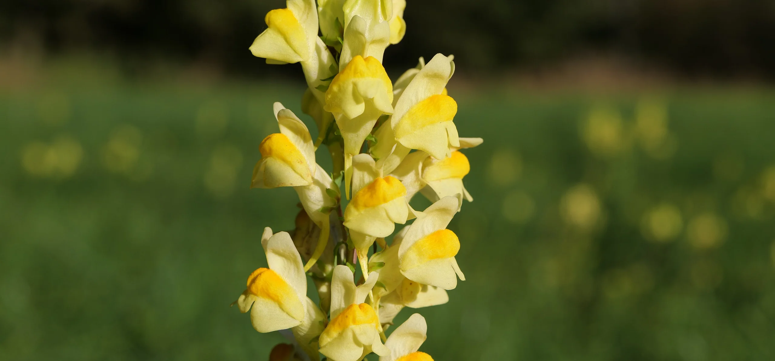 Common Toadflax