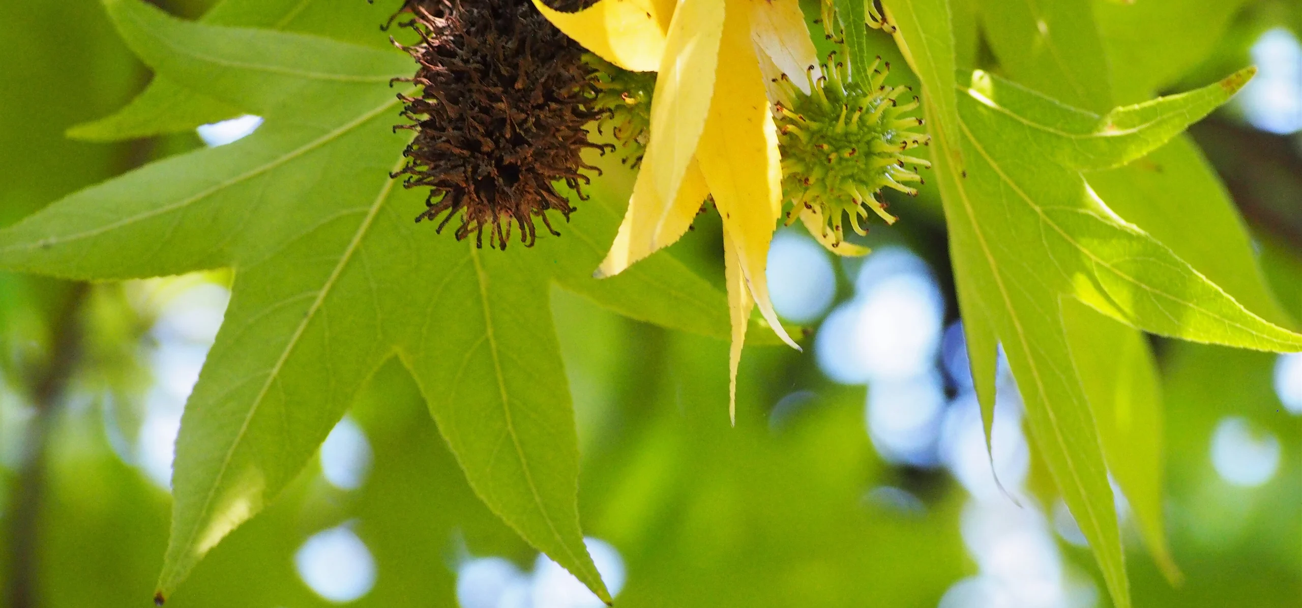 American Sweetgum