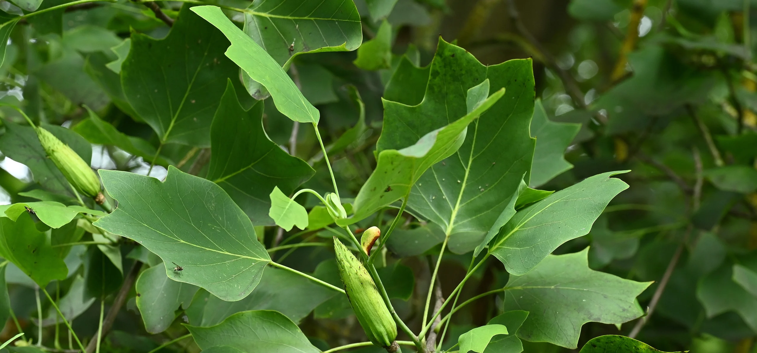 Tulip Tree
