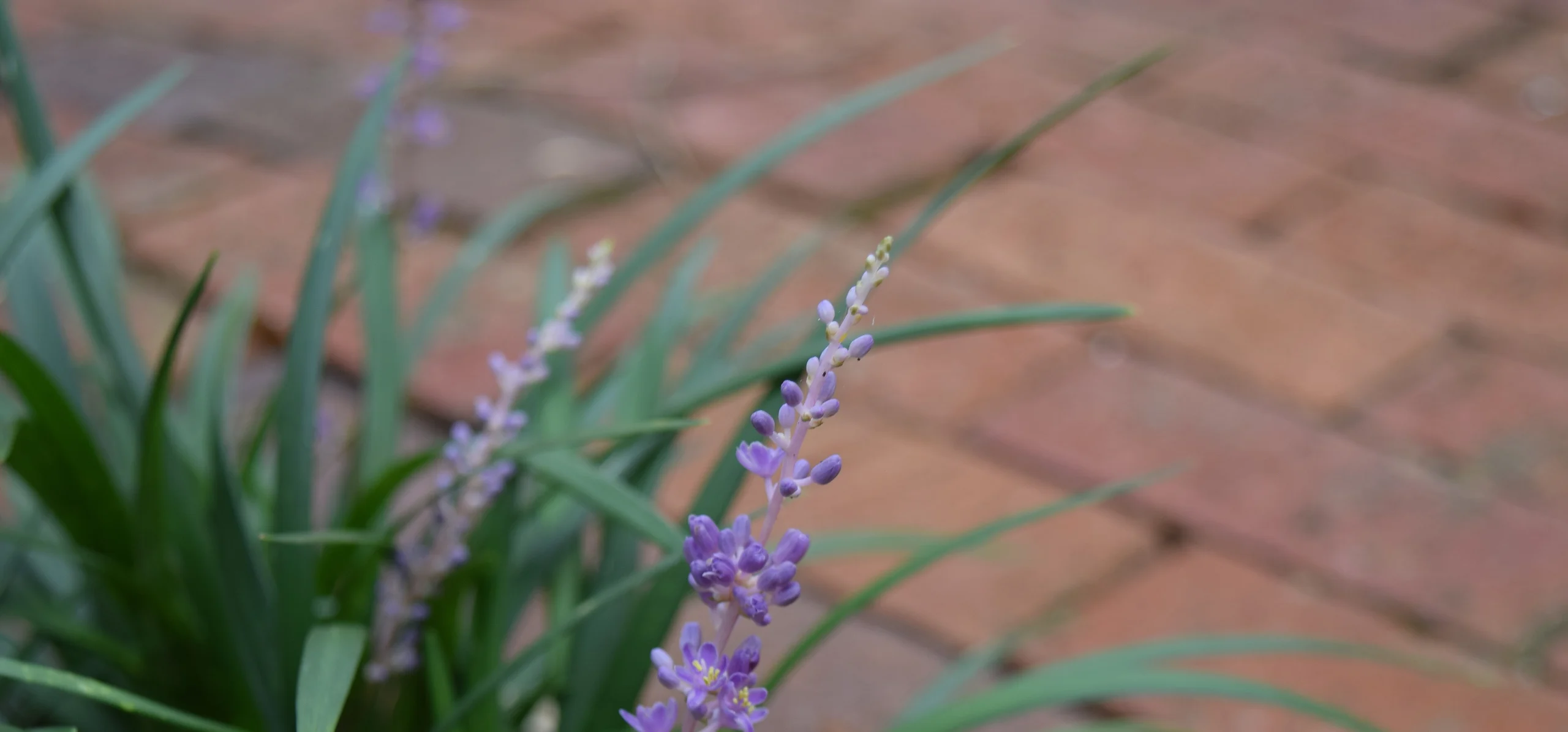 Liriope
