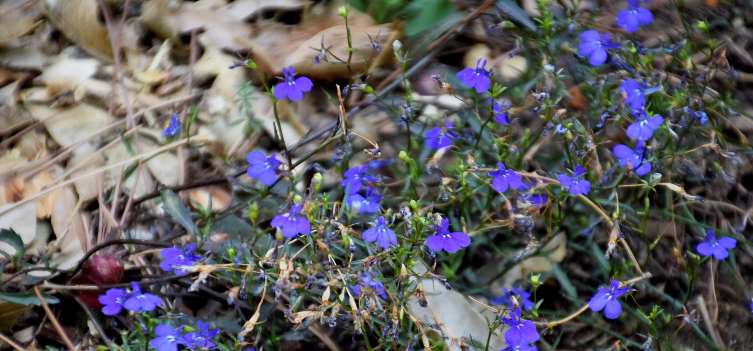 Edging Lobelia