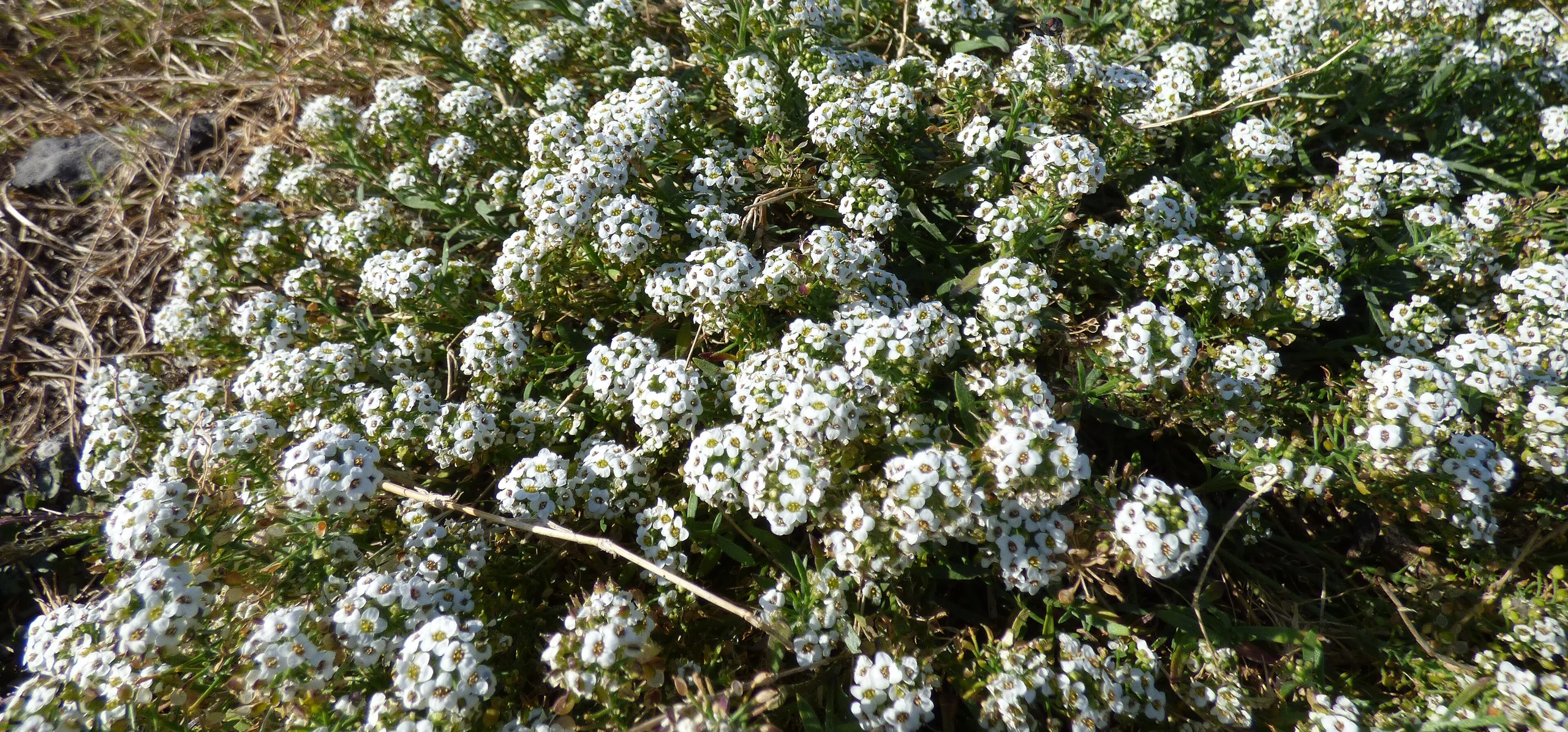 Sweet Alyssum