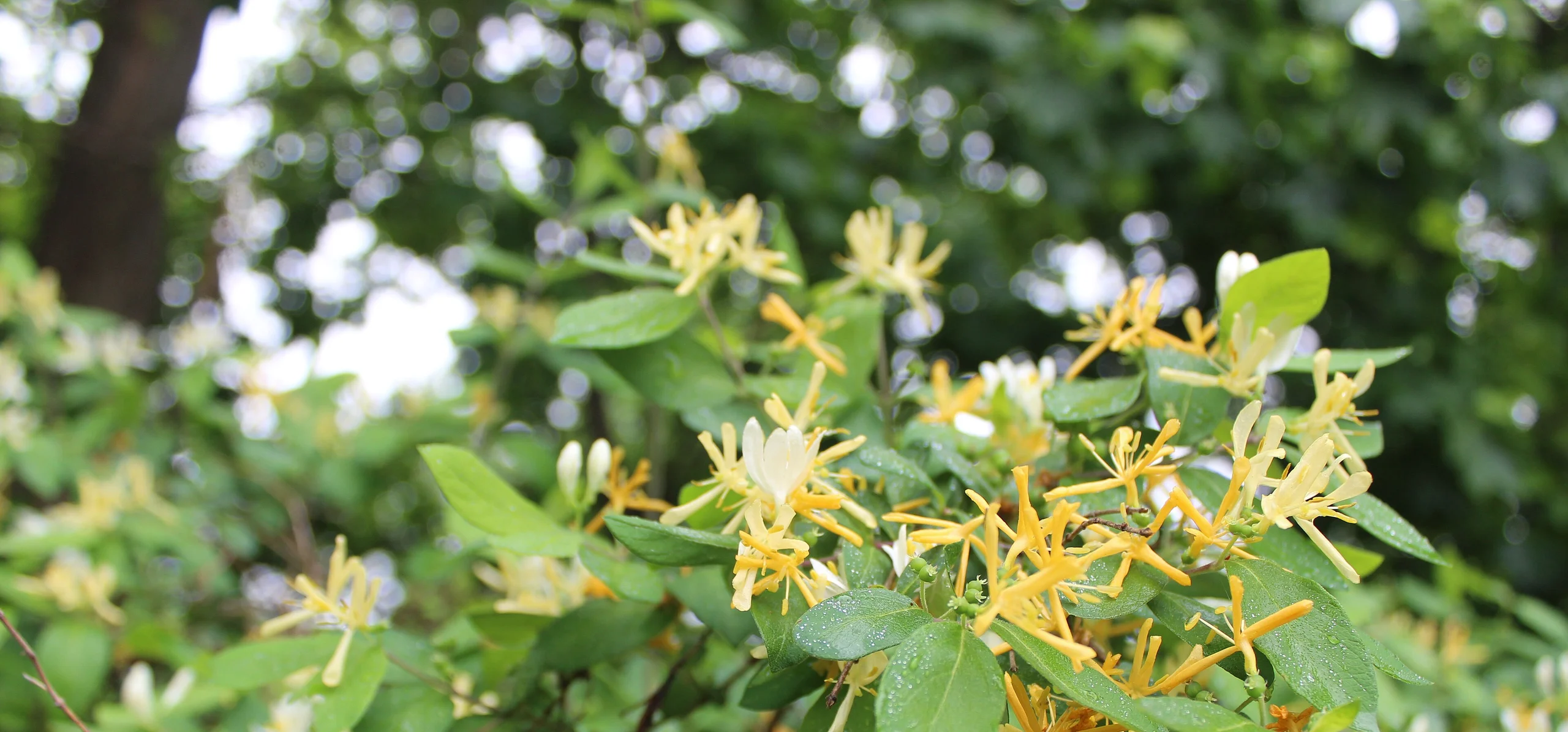 Japanese Honeysuckle