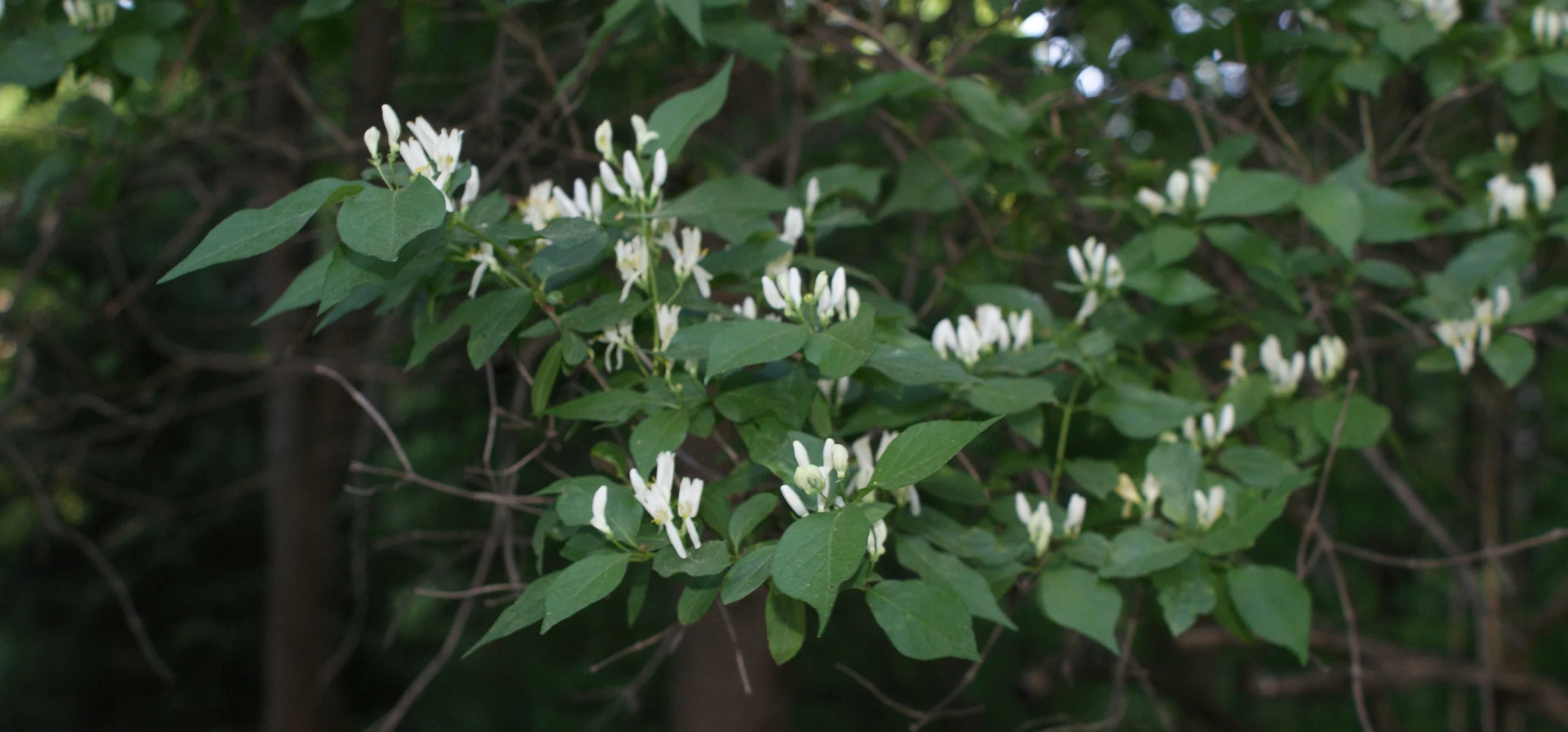Amur Honeysuckle
