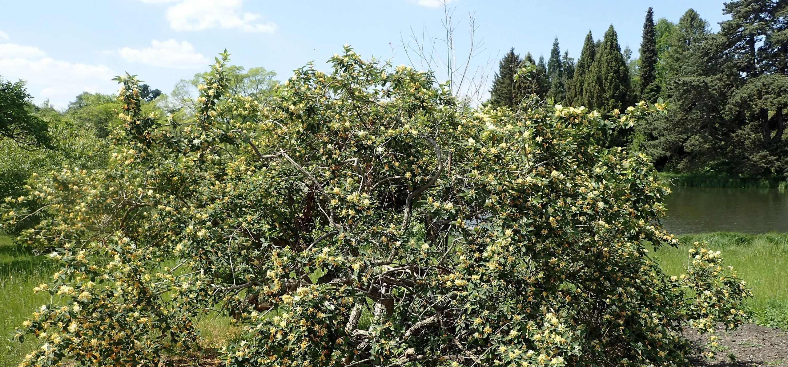 Morrow's Honeysuckle