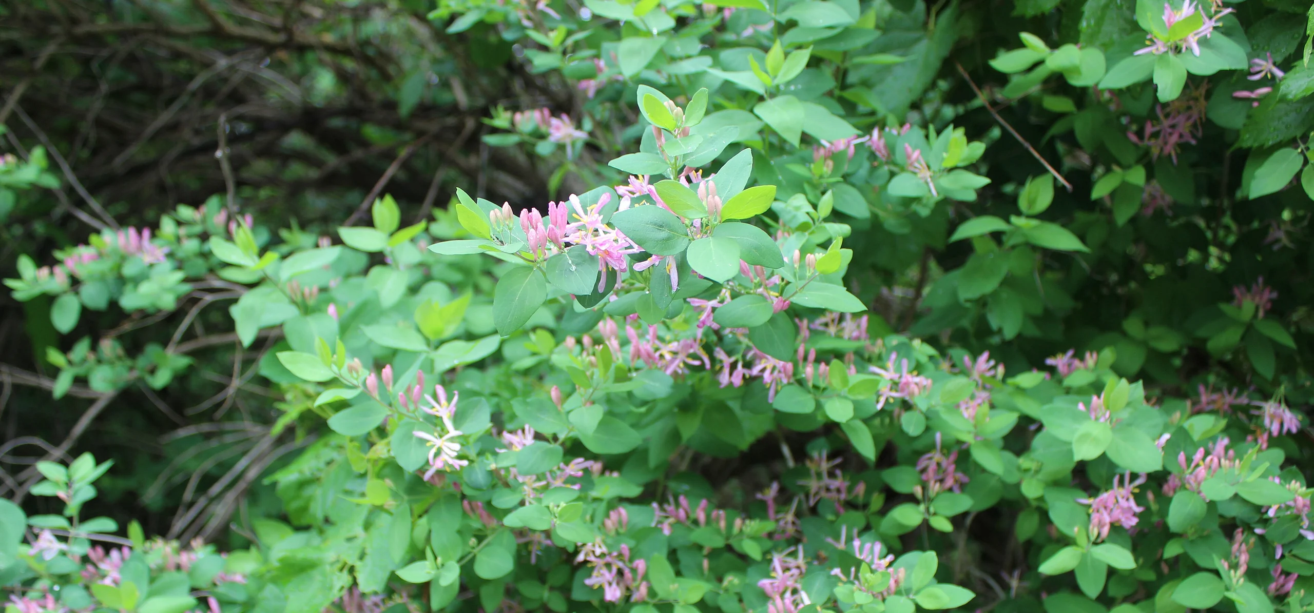 Tatarian Honeysuckle